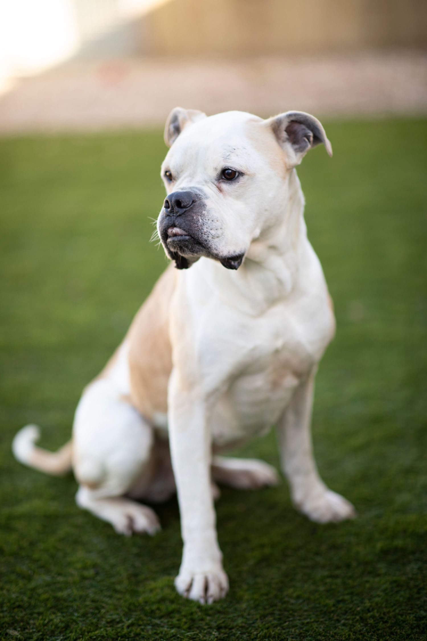 White and tan rescue dog sitting on green grass outdoors, captured in soft natural light for a charity dog adoption photoshoot.
