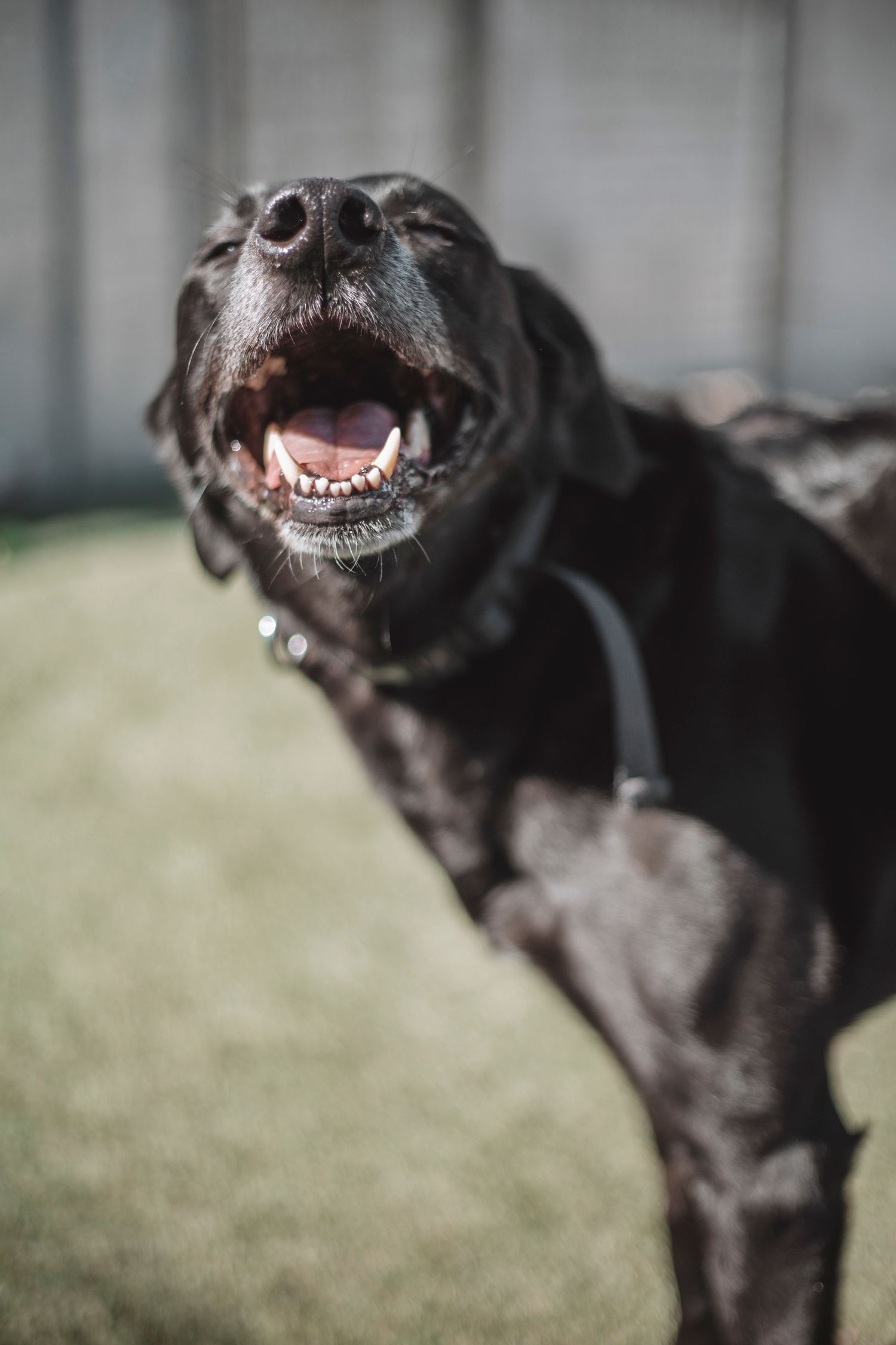 Black rescue dog mid-bark outdoors, captured in bright natural light during a charity dog adoption photoshoot.