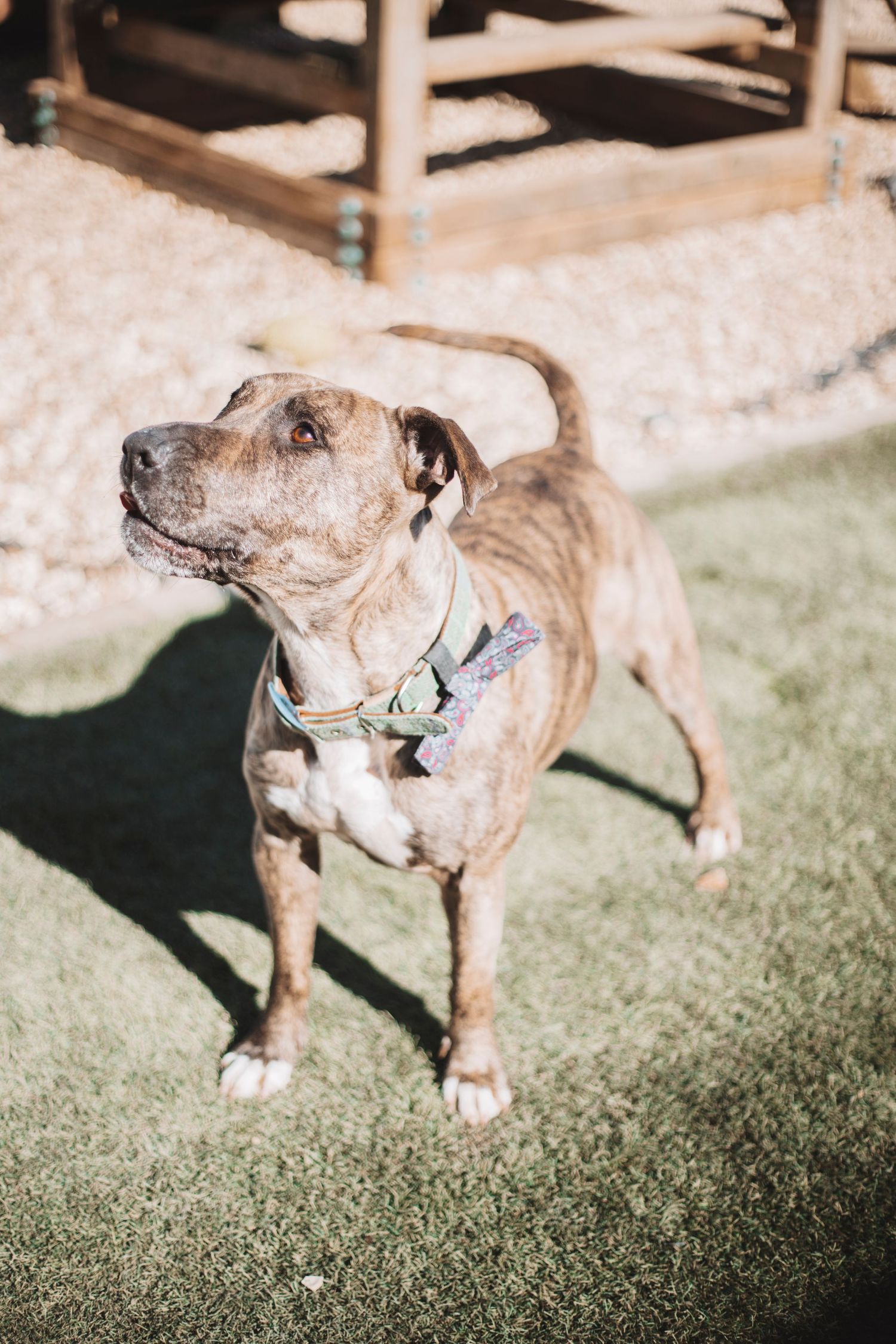 Brindle rescue dog standing on grass outdoors, looking up in bright natural light during a charity dog adoption photoshoot.