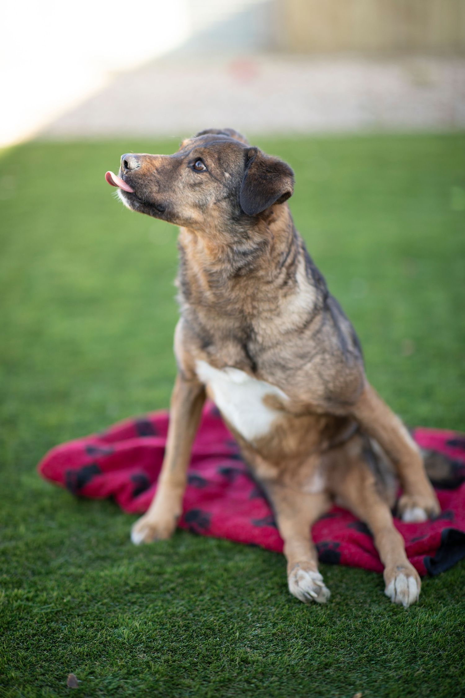 Rescue dog sitting on a red blanket outdoors on gras