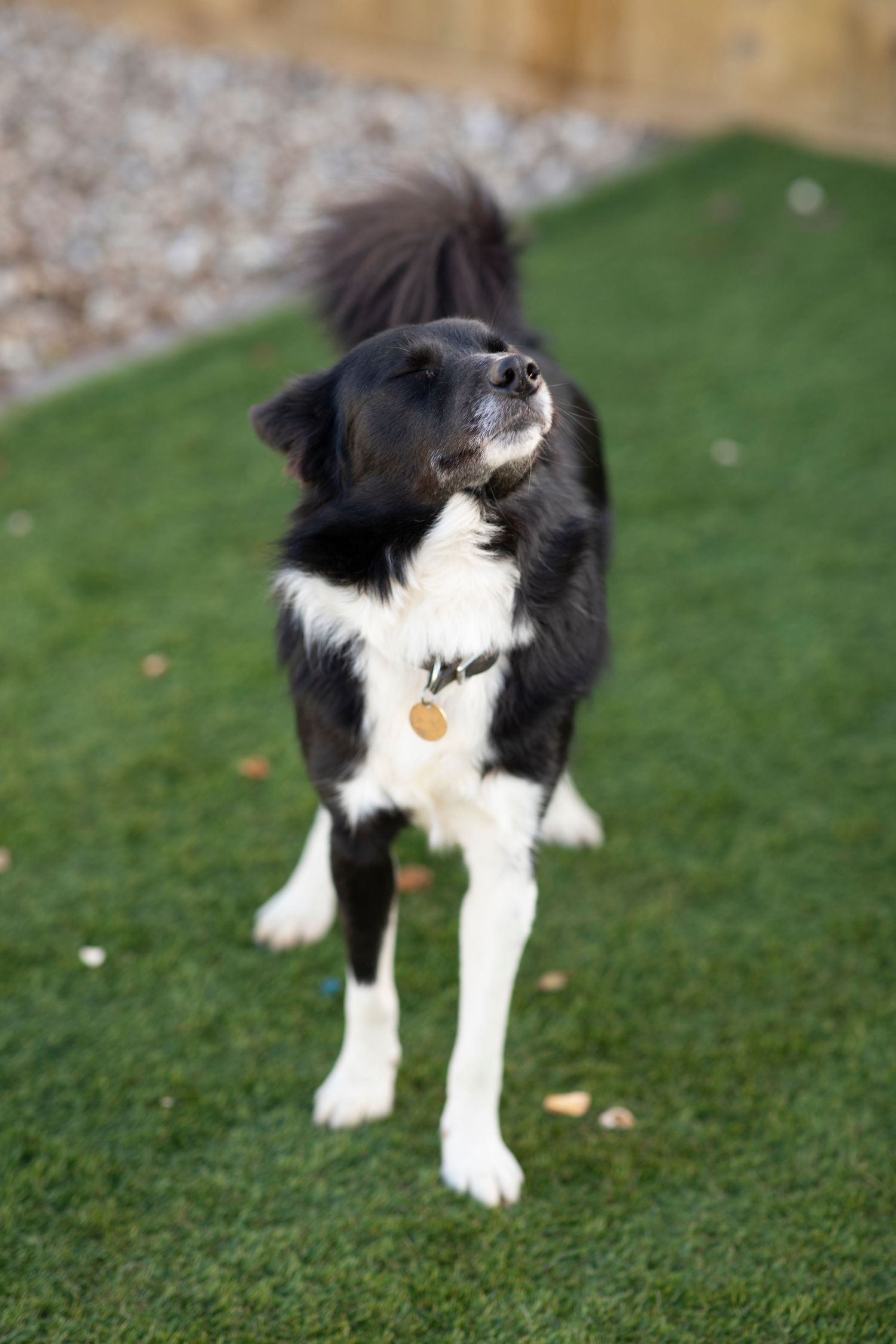 Black and white rescue dog standing on grass, mid-motion with its tail up, looking to the side during an outdoor shelter photoshoot.