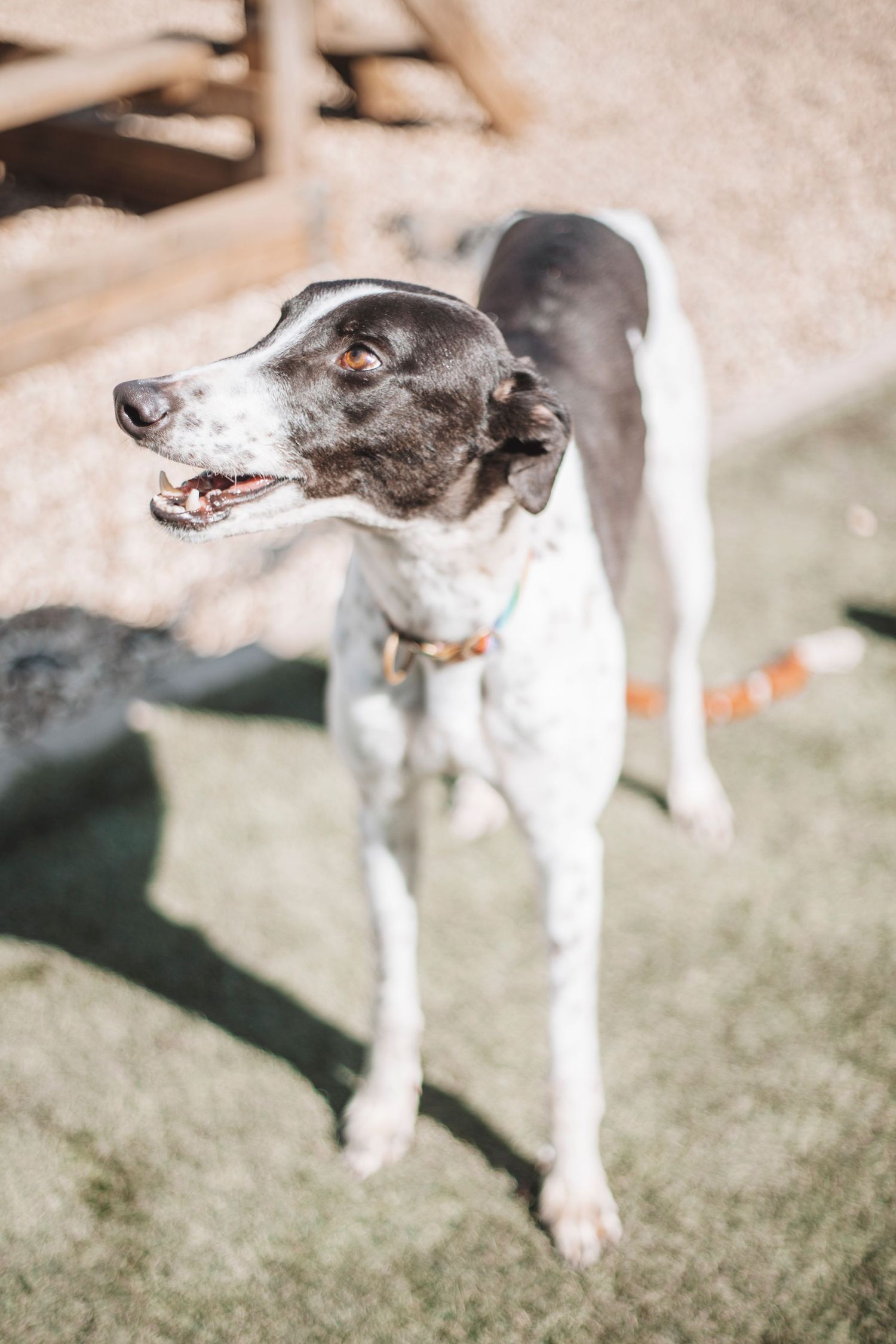 Rescue dog standing outdoors on grass, looking to the side in bright natural light during a charity dog adoption photoshoot.