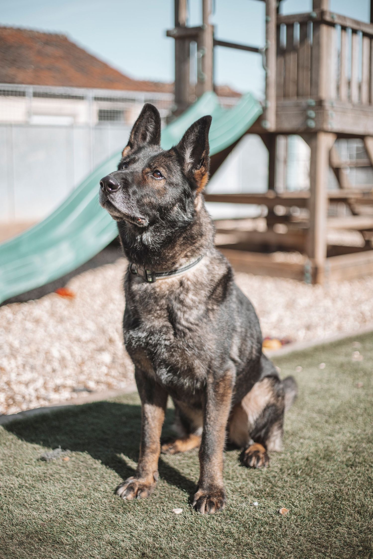 Rescue dog sitting alert outdoors near a playground, captured in bright natural light during a charity adoption photoshoot.