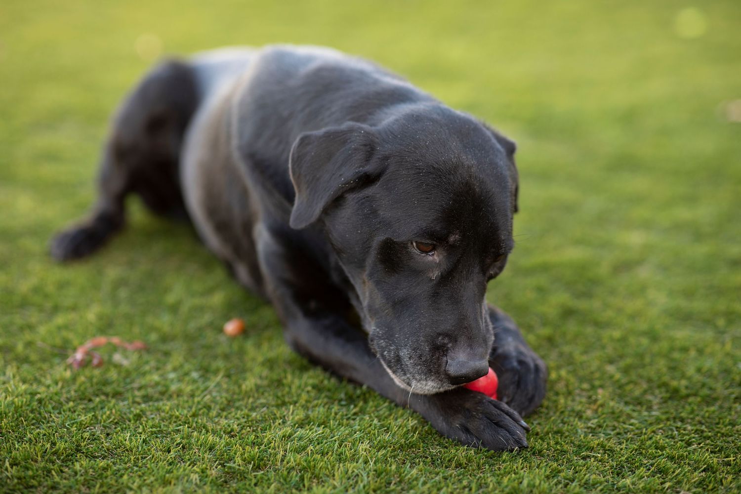 Black rescue dog lying on grass chewing a red toy, photographed outdoors in natural light for a charity dog adoption campaign.