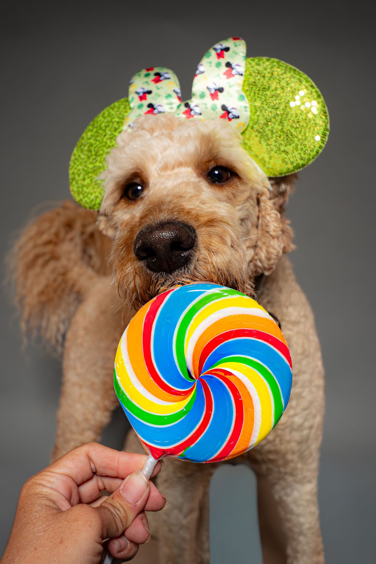 A fluffy dog wearing green Minnie Mouse ears licks a colorful rainbow swirl lollipop held by a person.