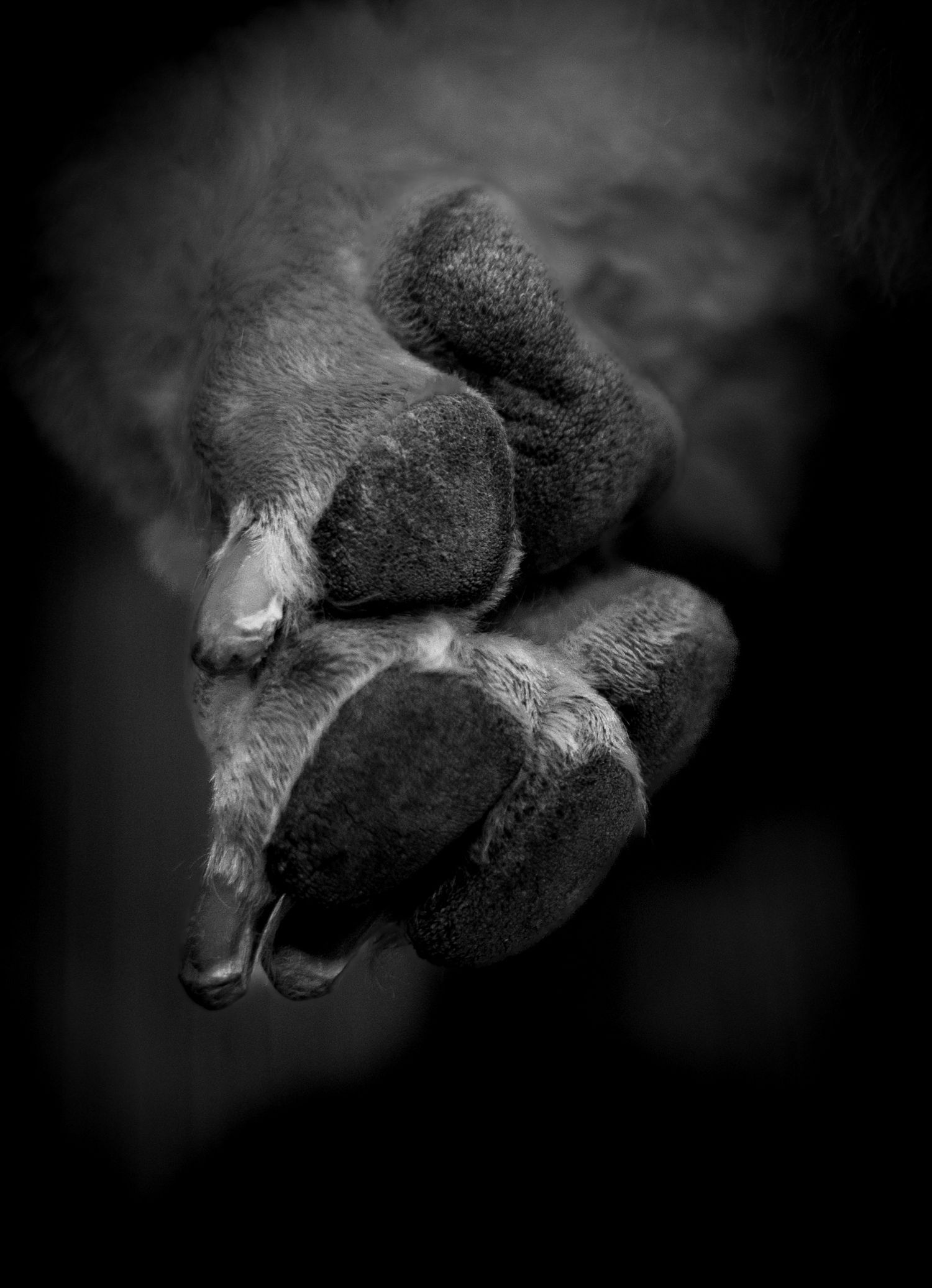 Black and white artistic close-up of a horse's hooves in dramatic lighting.