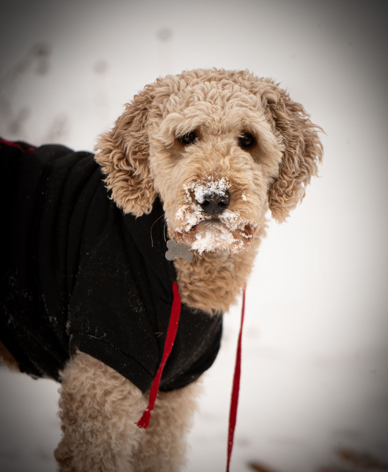 A fluffy goldendoodle dog with snow on its nose plays in winter weather while wearing a red leash.