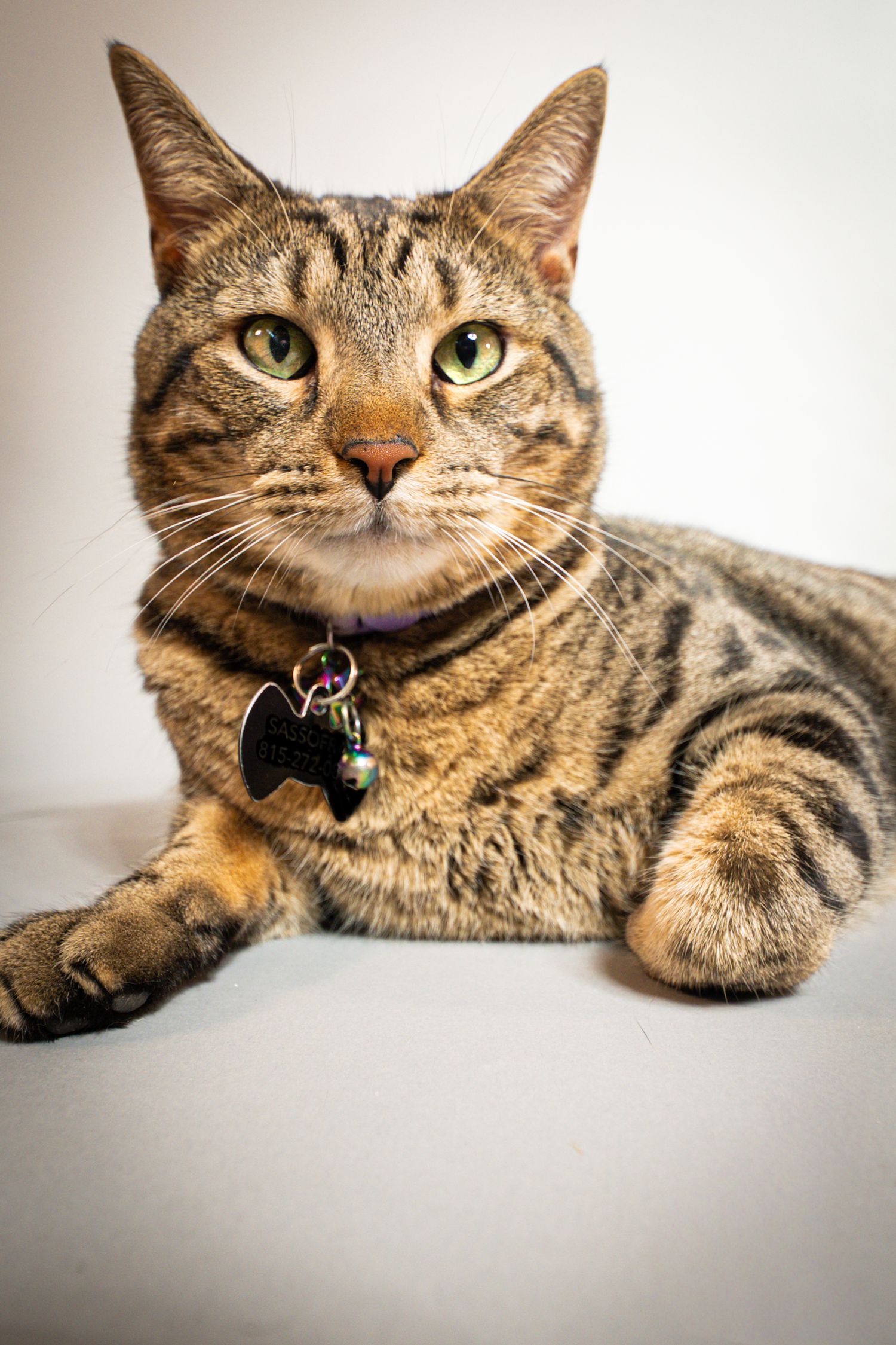 Tabby cat with green eyes lying down wearing a purple collar with a bone-shaped tag.