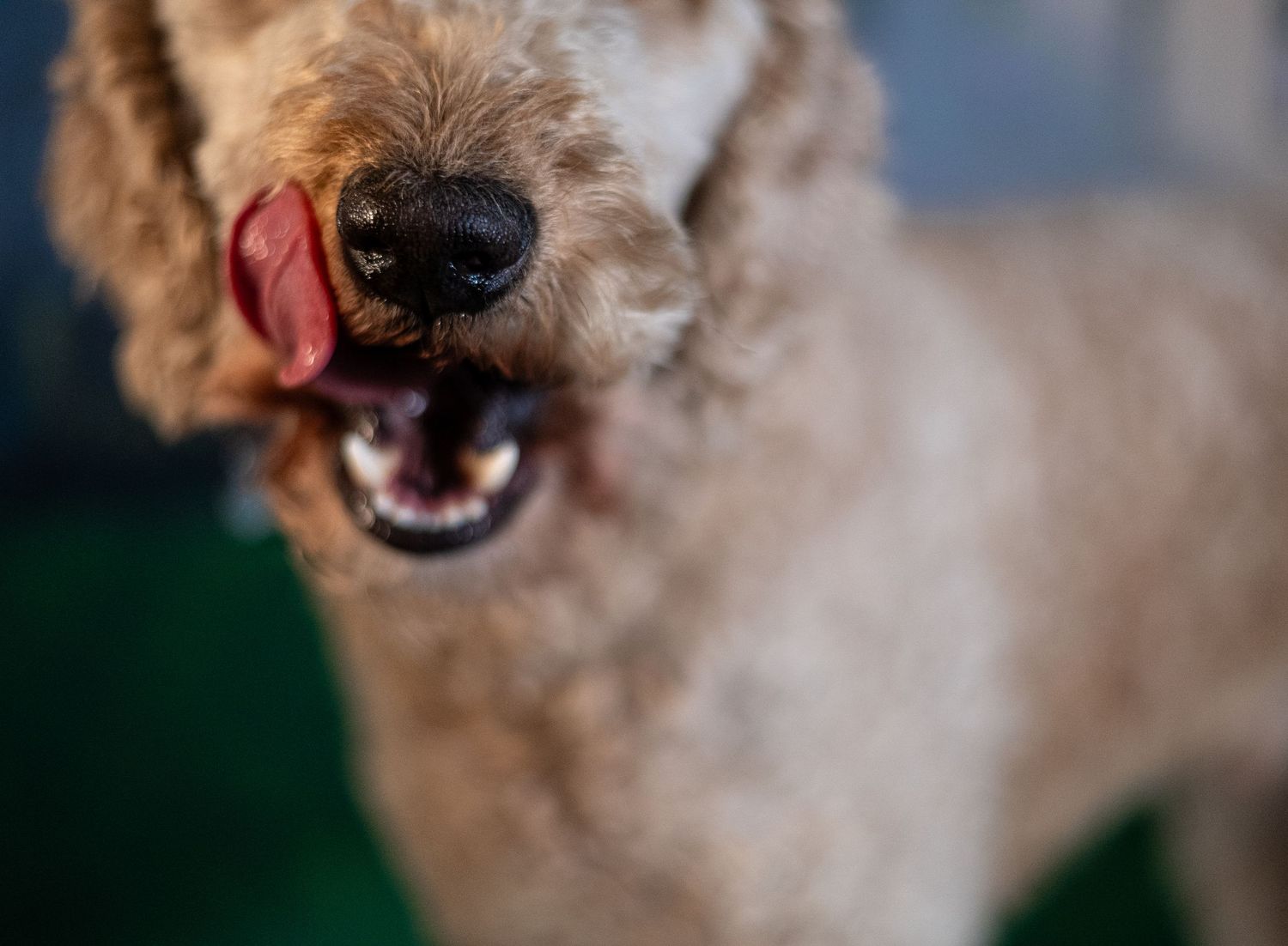 Close-up sequence of a golden retriever dog's nose and mouth showing different expressions and movements.