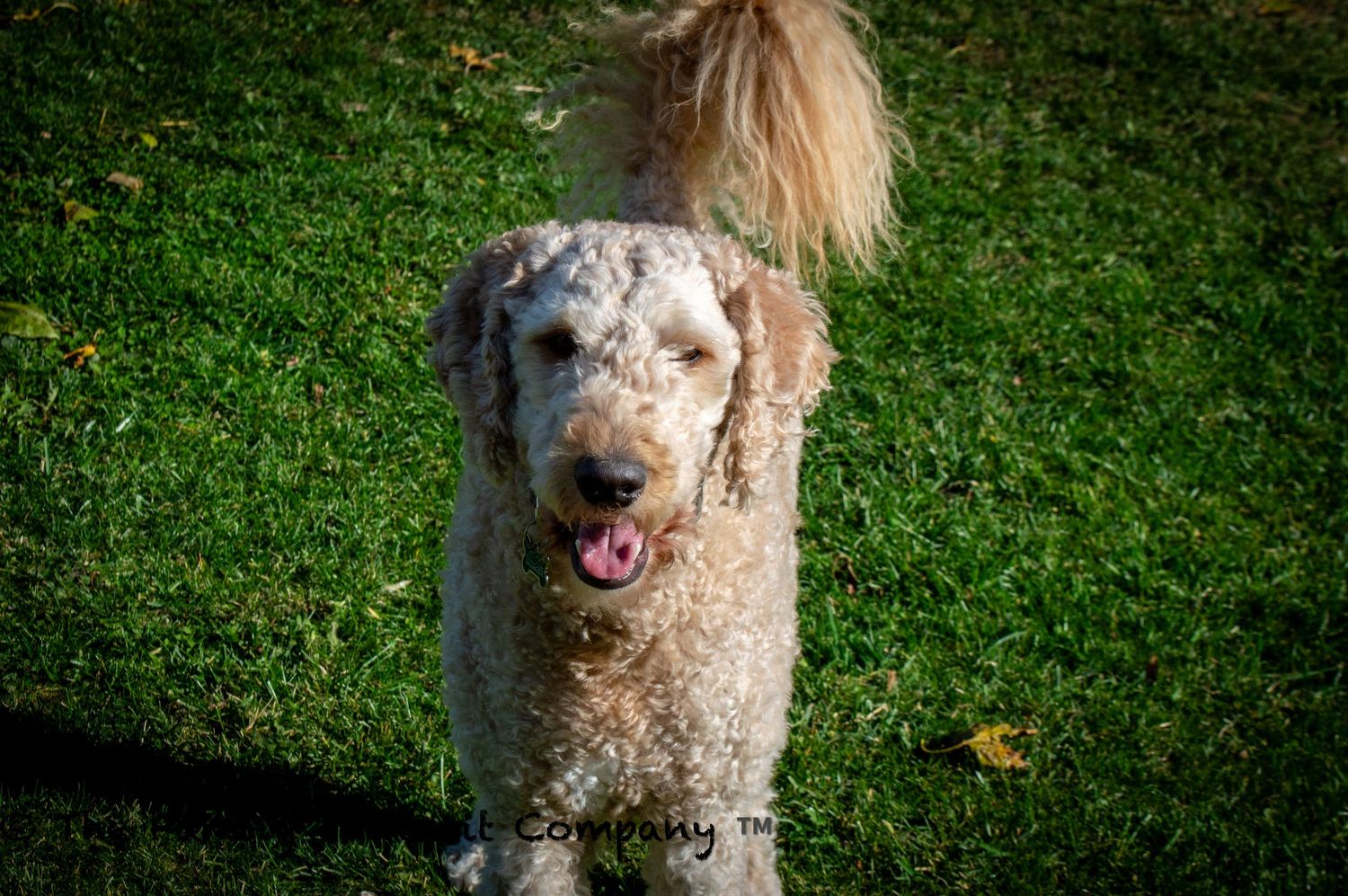A playful wire-haired terrier dog runs and jumps through green grass in a sequence of action shots.