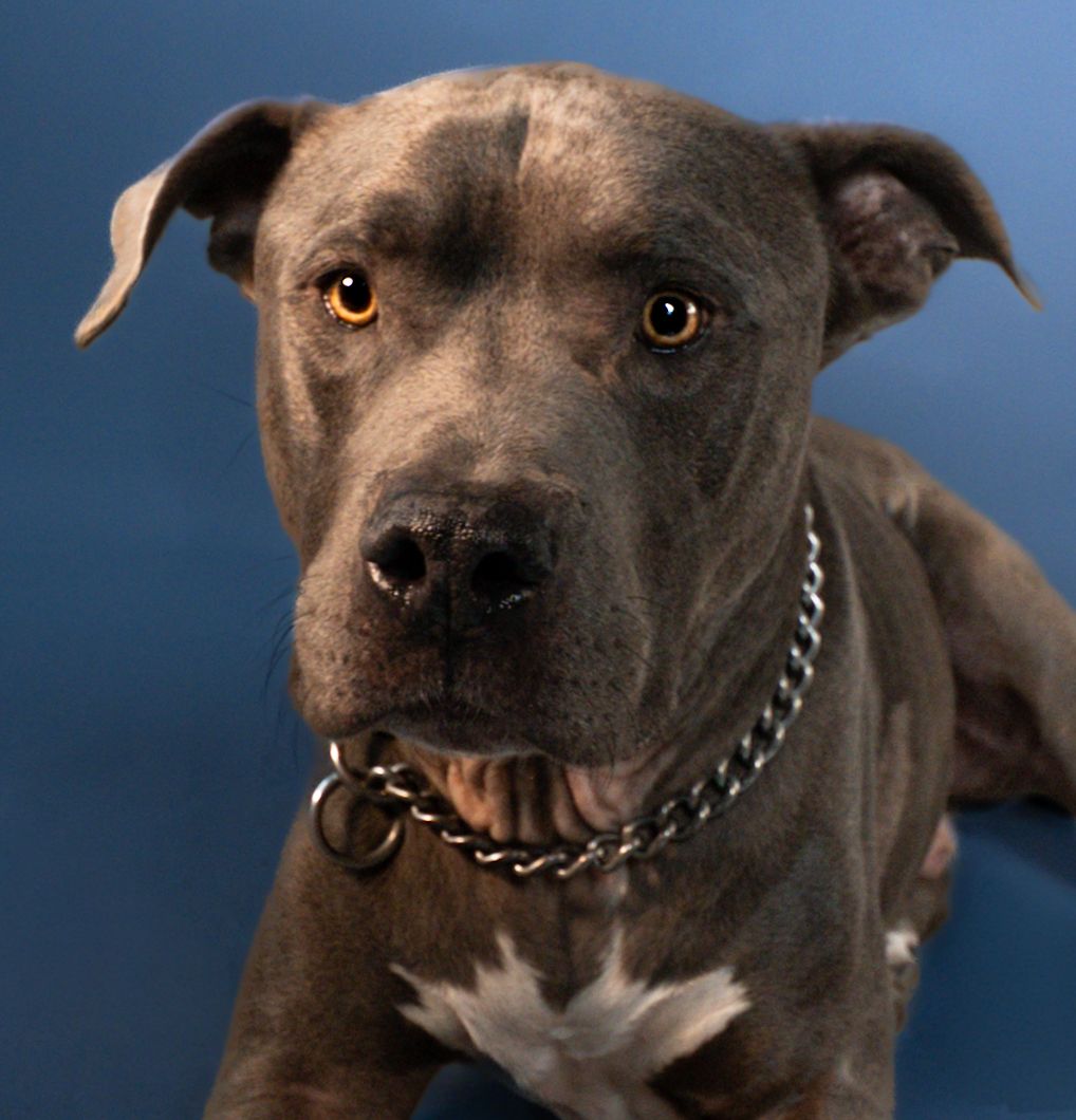 A happy brown pit bull type dog with a chain collar shows off its teeth in a playful smile against a blue background.