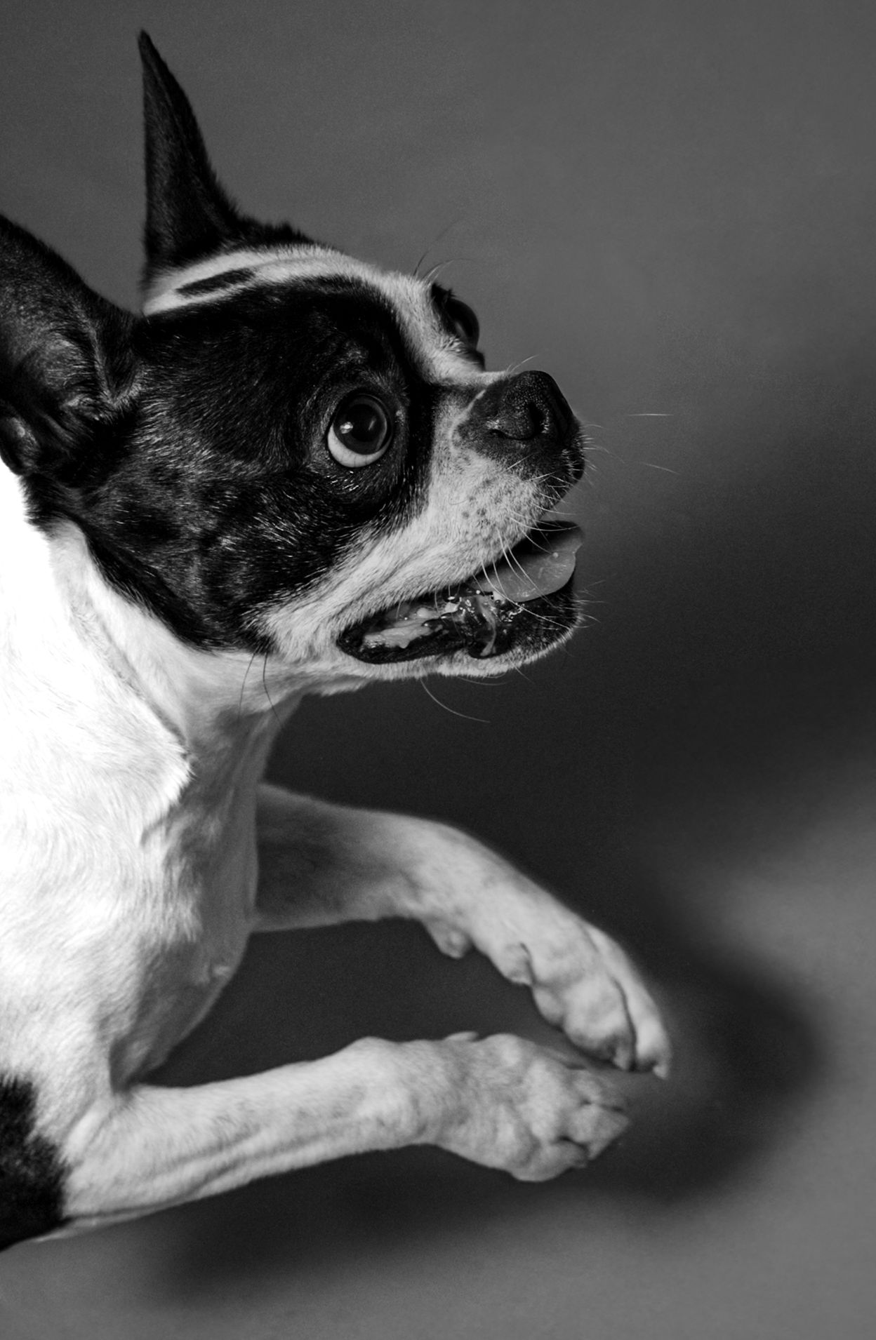 Black and white portrait series of a Boston Terrier dog showing different facial expressions and angles.