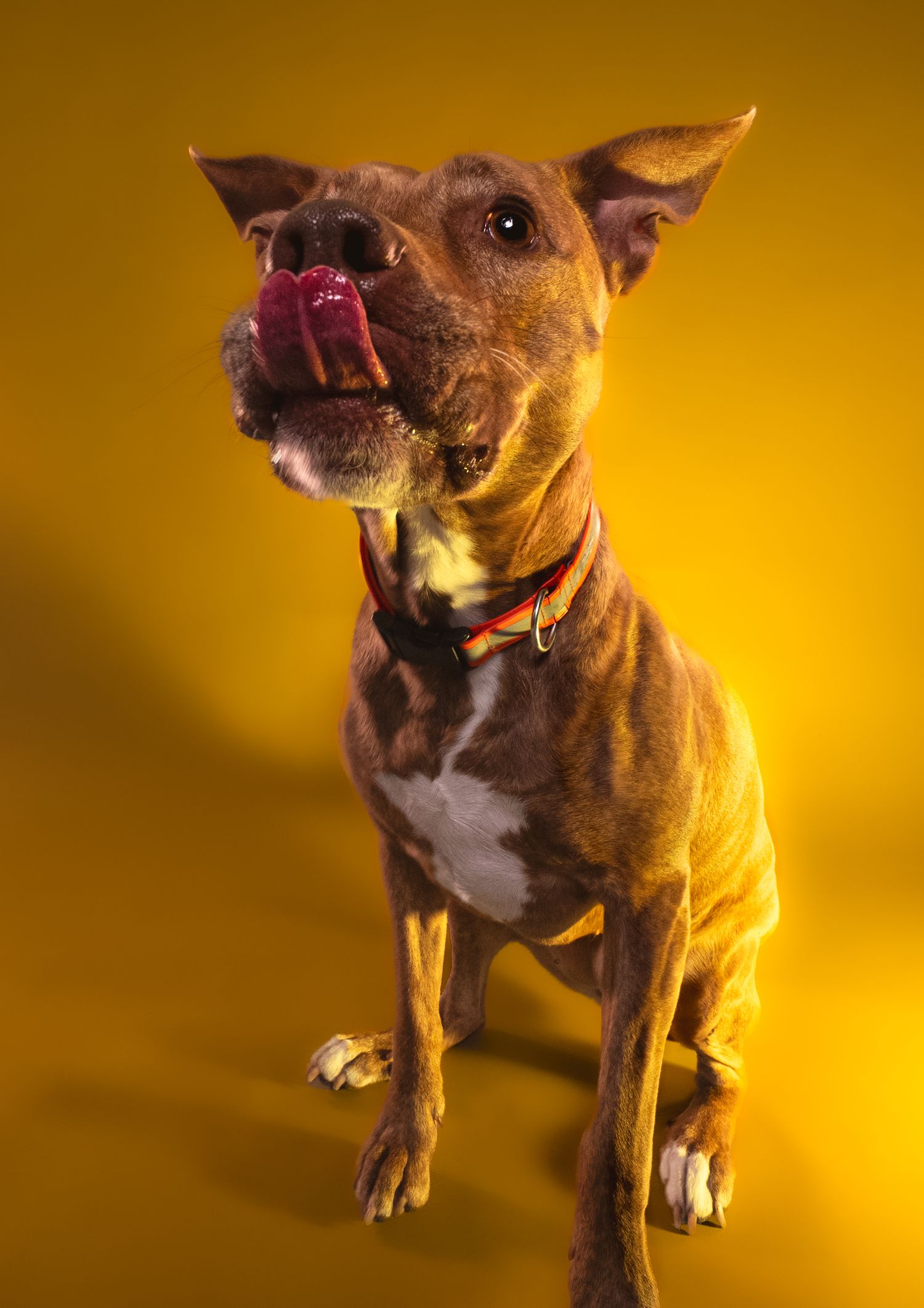 A brown pit bull terrier poses against a warm golden background in a dynamic photo series.