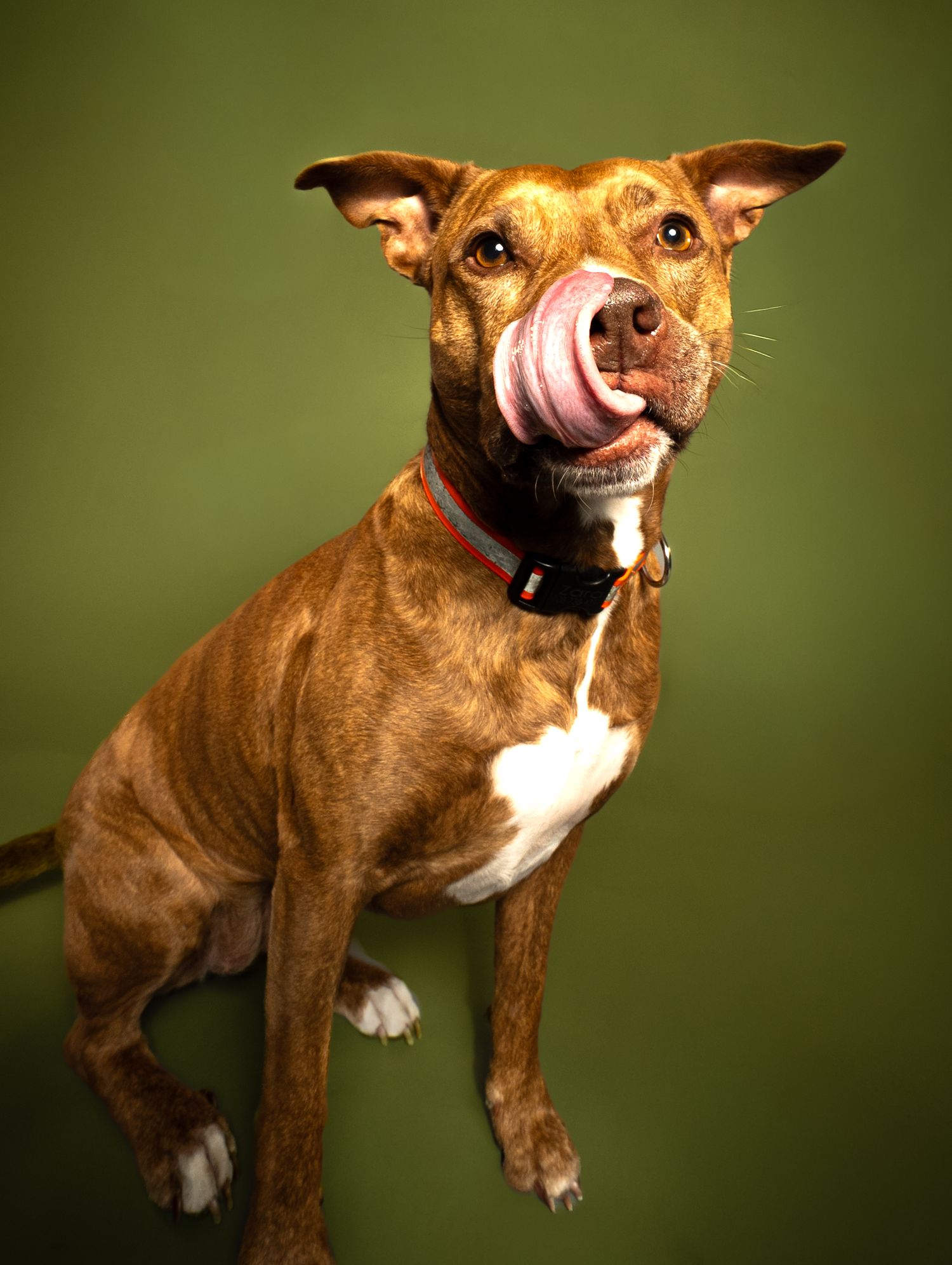 A reddish-brown pit bull type dog shown in a series of playful poses against a green background.