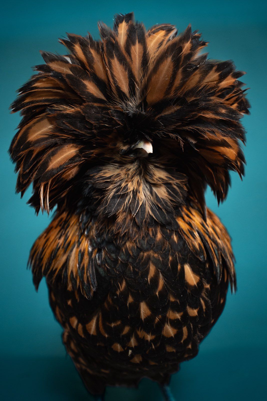 Five detailed views of a Polish Frizzle chicken's distinctive brown and black feathered crest against a teal background.