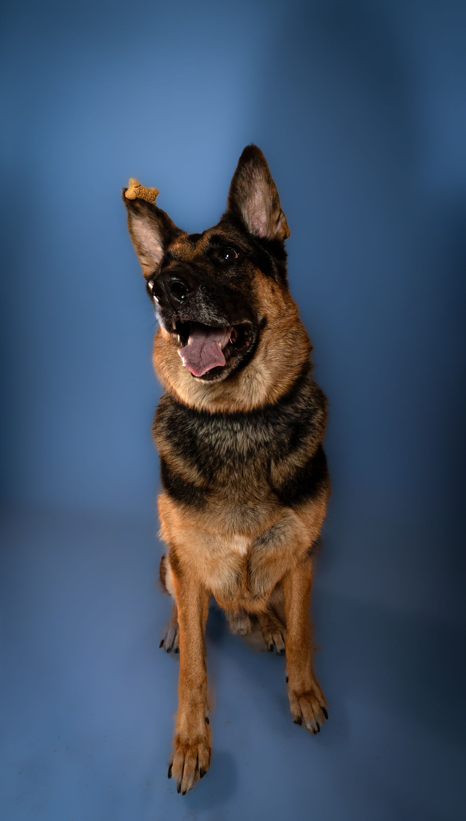 Happy German Shepherd dog with mouth open and alert ears against blue studio background.