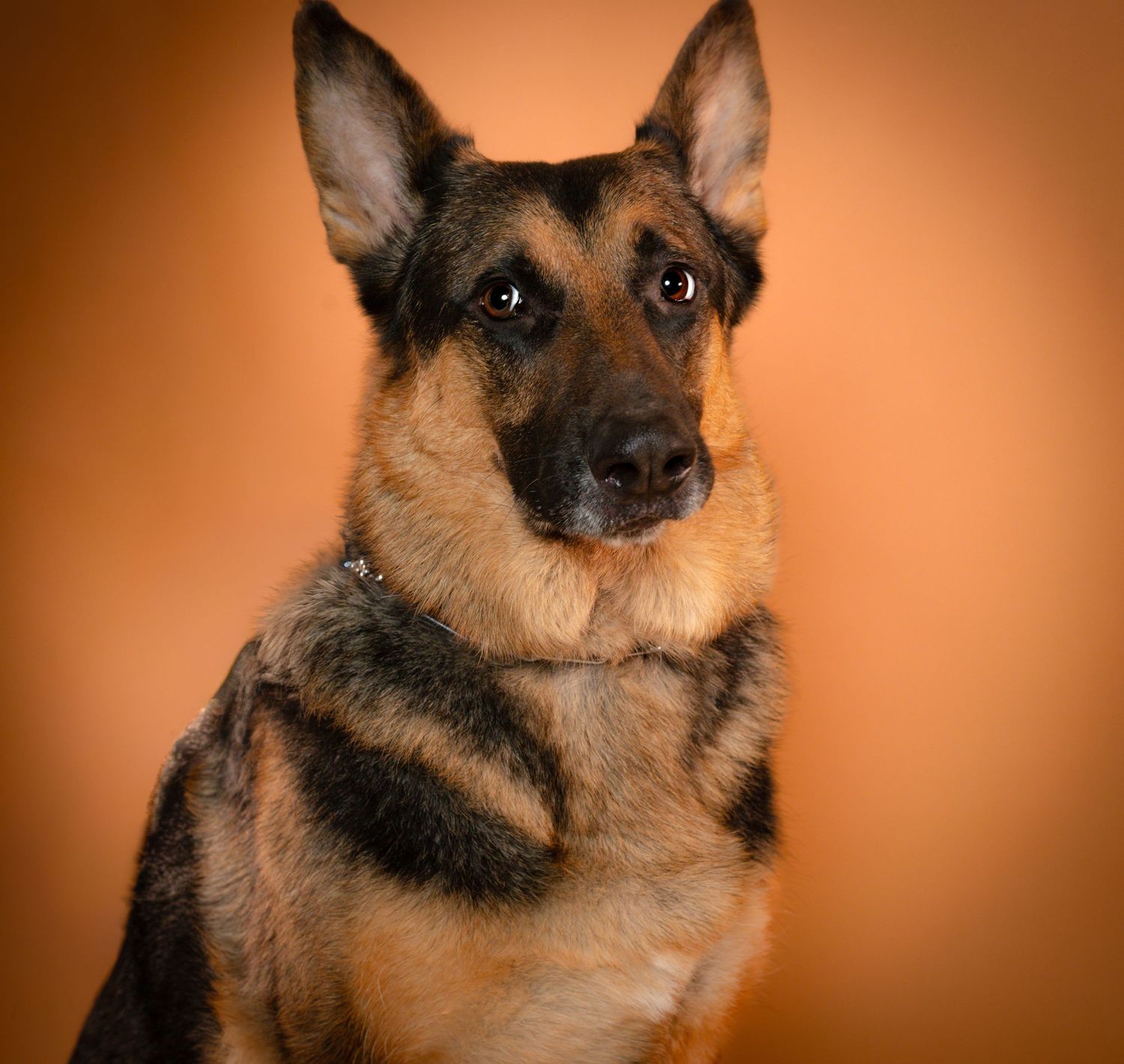 Close-up portrait series of a German Shepherd dog against an orange background showing different expressions.