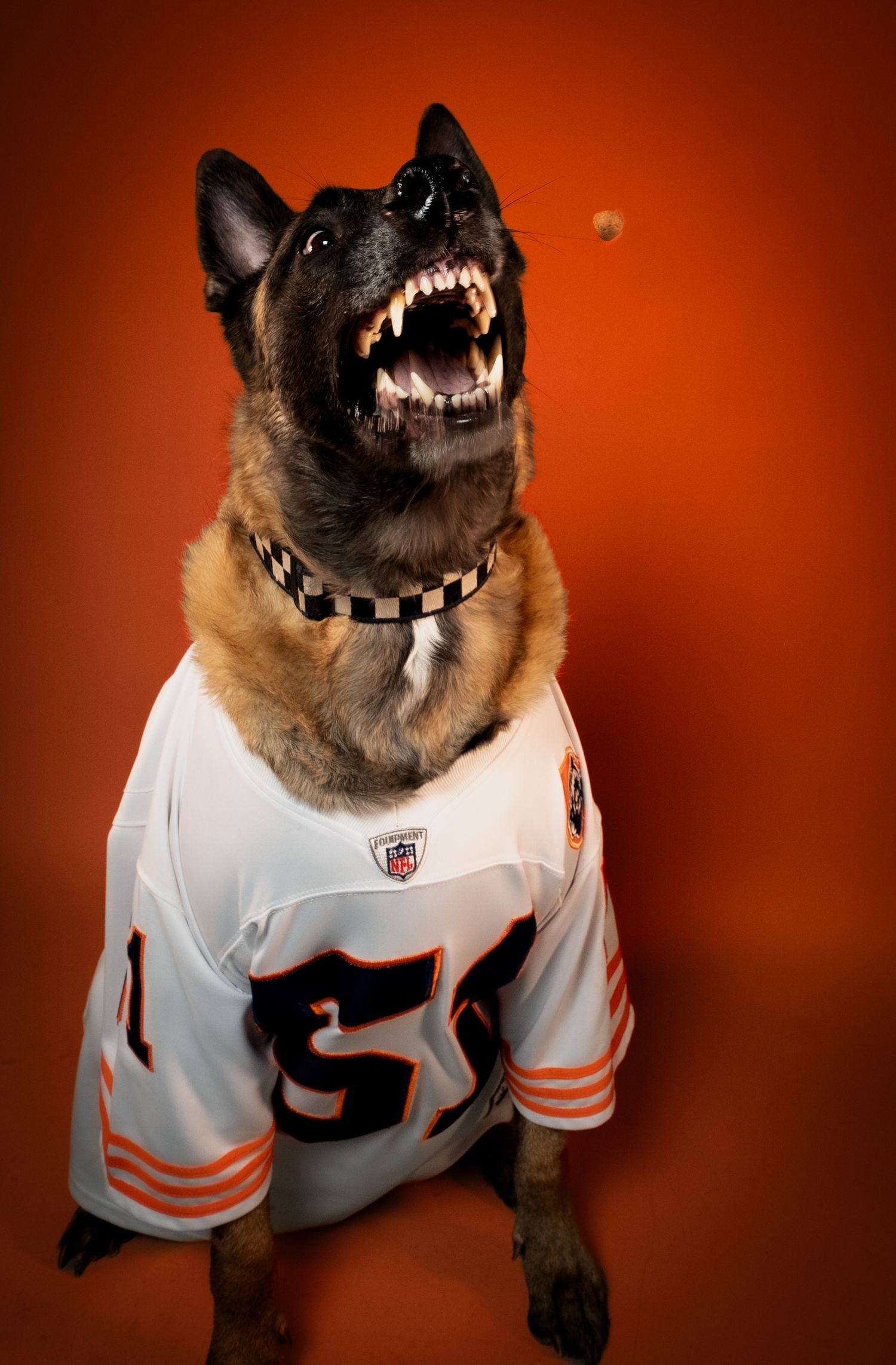 A sequence of photos showing a growling German Shepherd dog wearing a white sports jersey against an orange background.