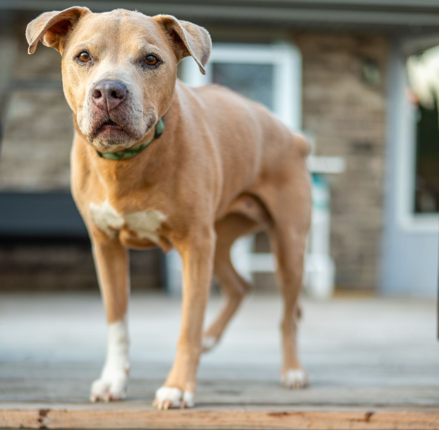 Tan Chihuahua mix dog standing outdoors with alert expression and perked ears in multiple poses.