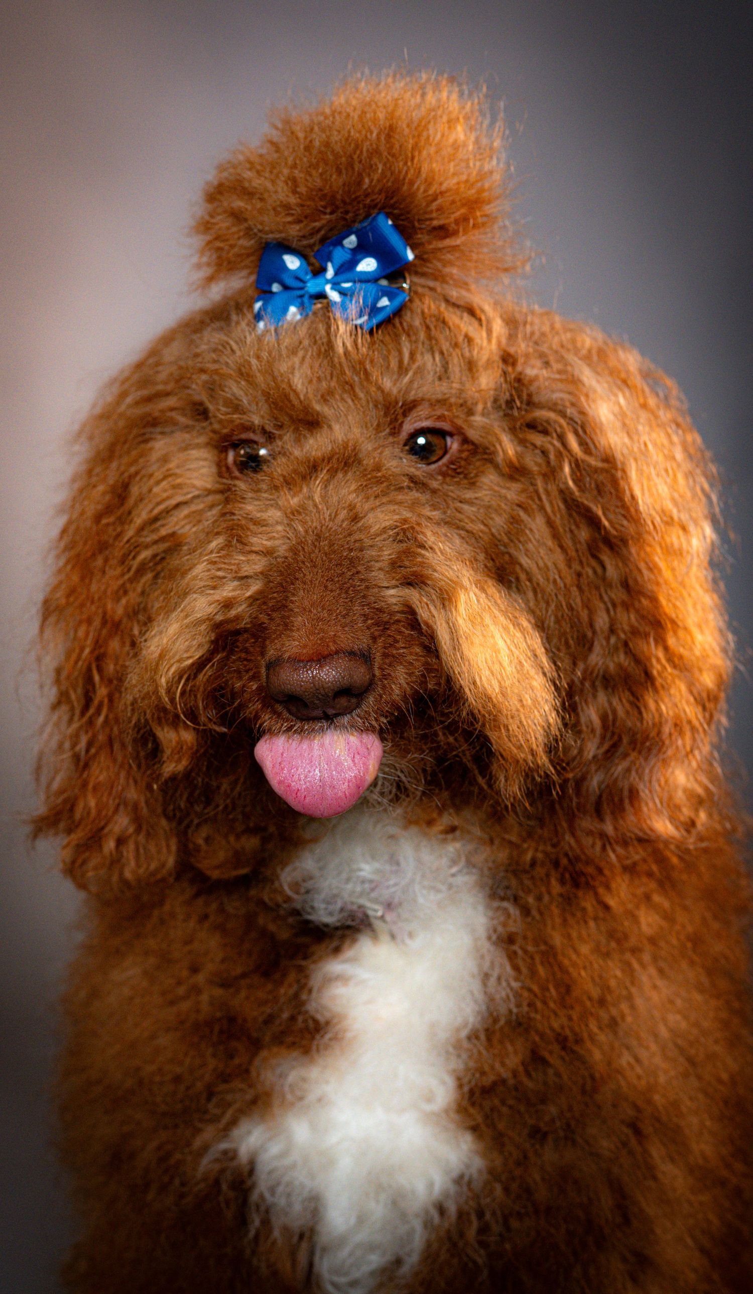 Fluffy red Goldendoodle dog with blue bow on head, tongue out, white chest patch, studio portrait.