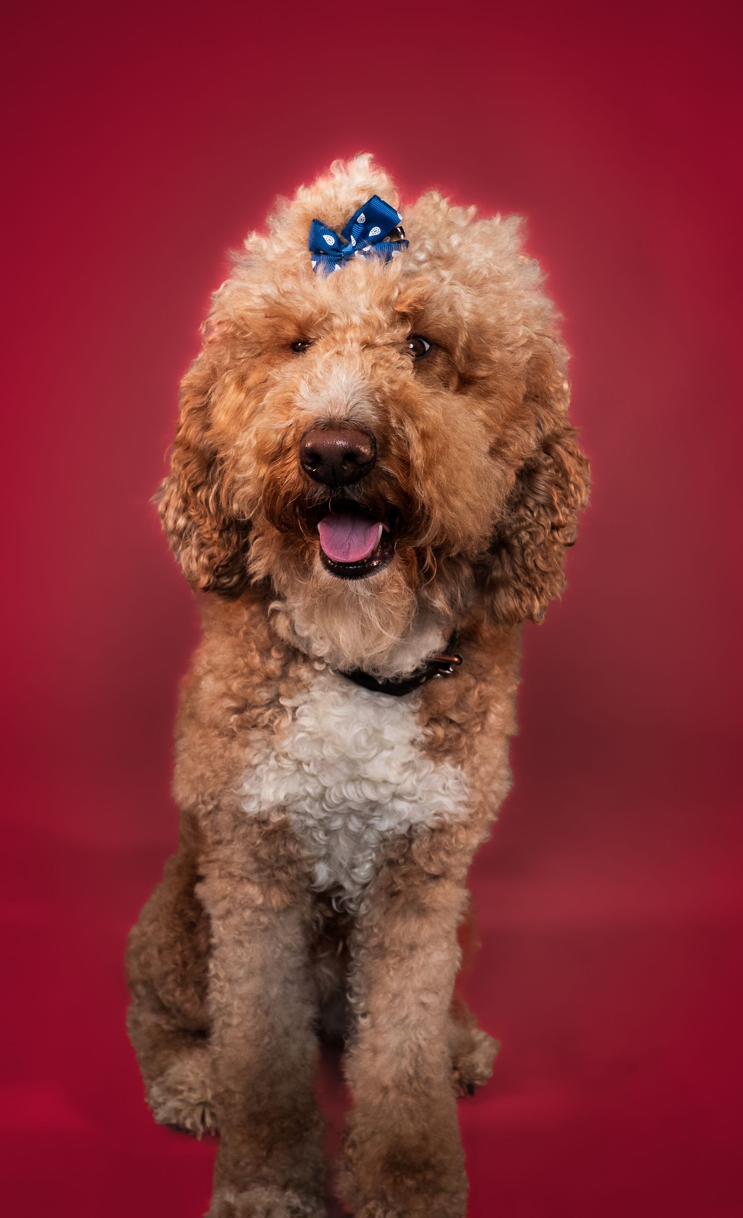 A smiling goldendoodle dog with curly fur and a blue bow accessory photographed against a deep red backdrop.