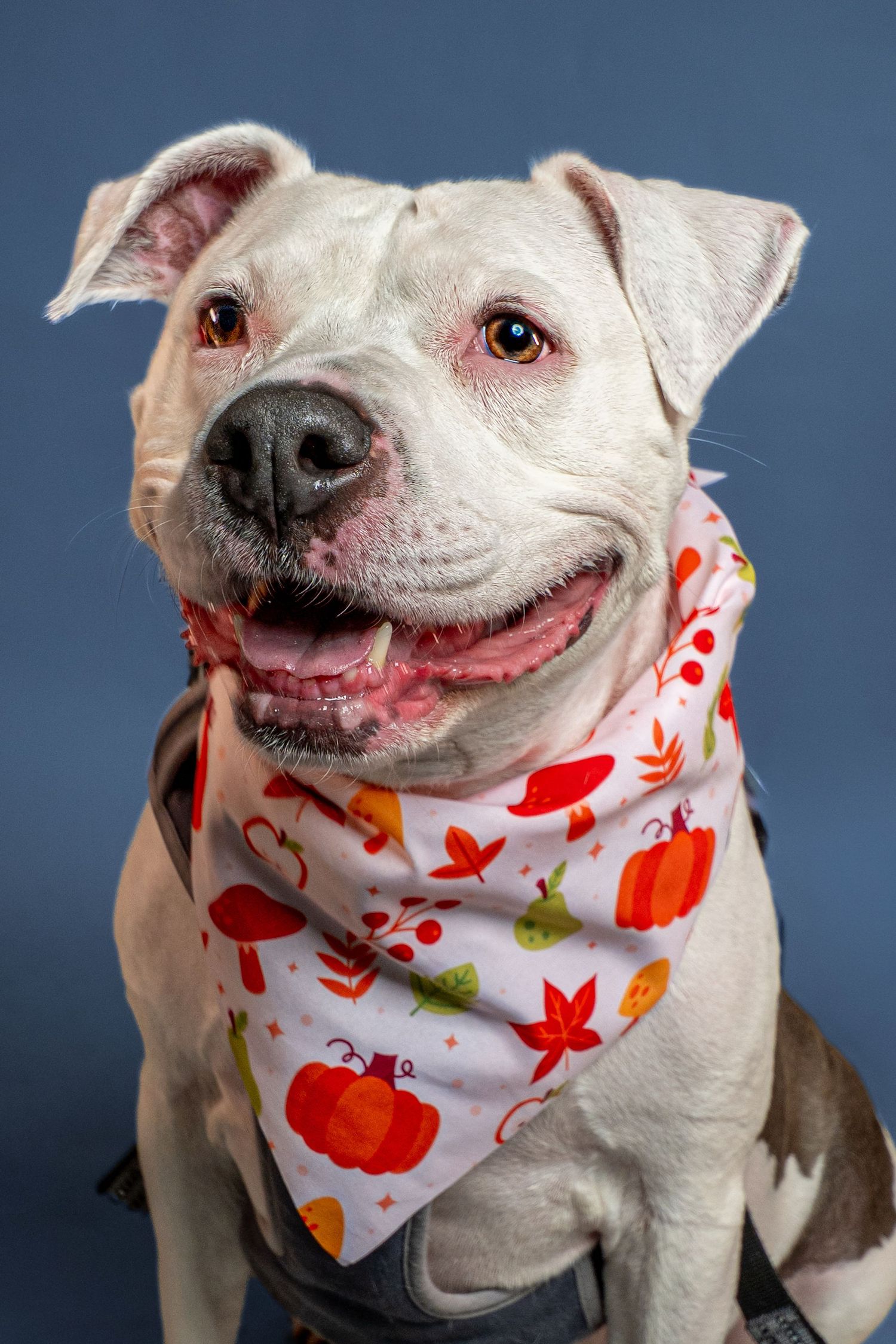 Smiling white and gray pit bull terrier wearing an autumn bandana with pumpkins and leaves, posed against a blue studio background.