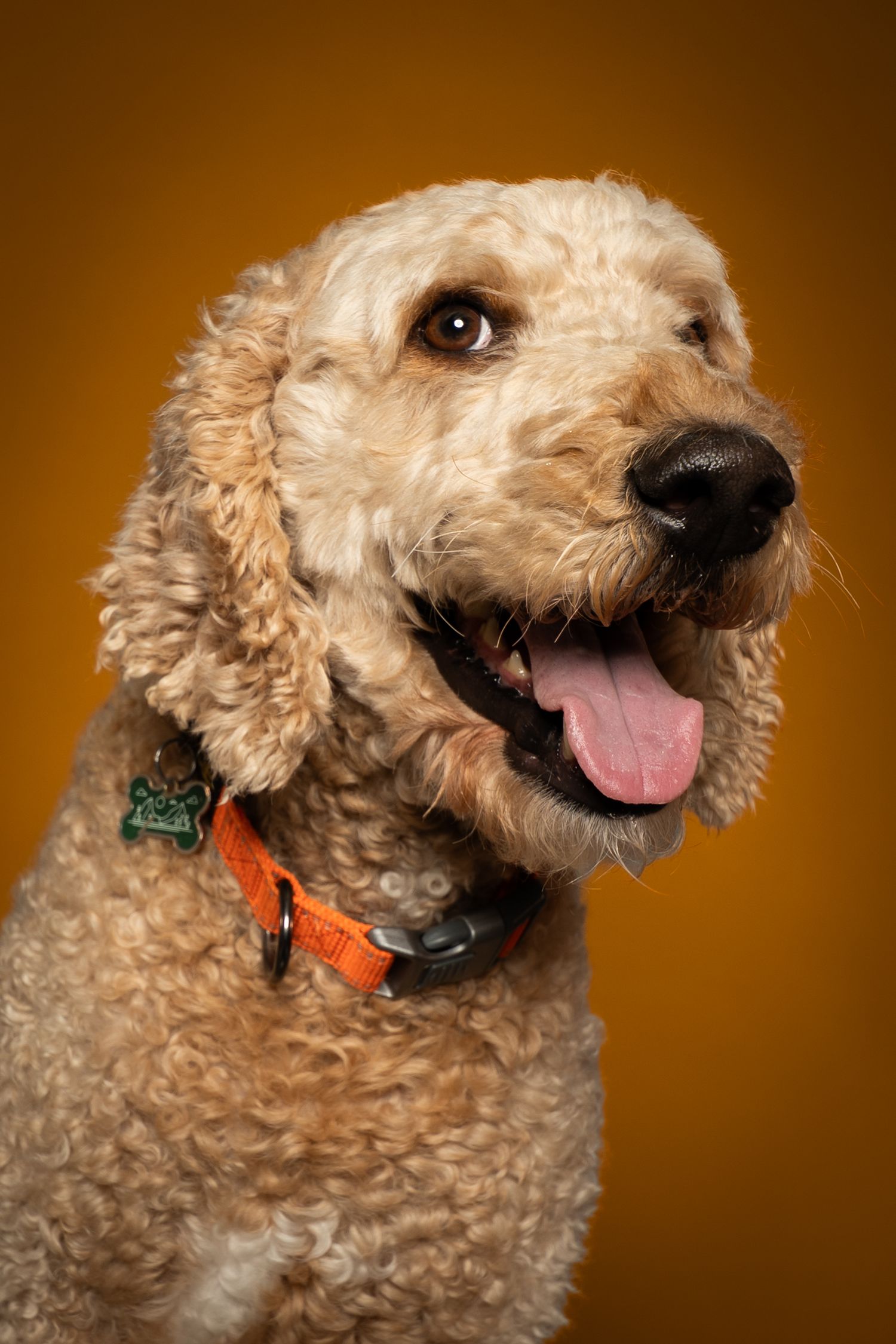 A happy Goldendoodle dog with curly cream fur, orange collar, and panting tongue poses against a golden background.