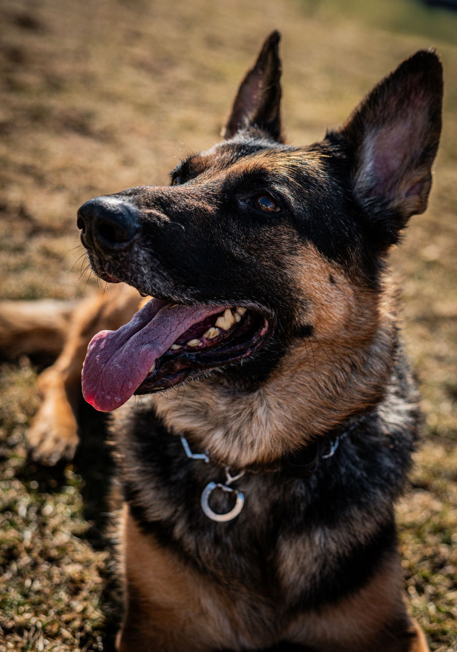 Close-up outdoor shots of a German Shepherd's face showing playful expressions in natural lighting.