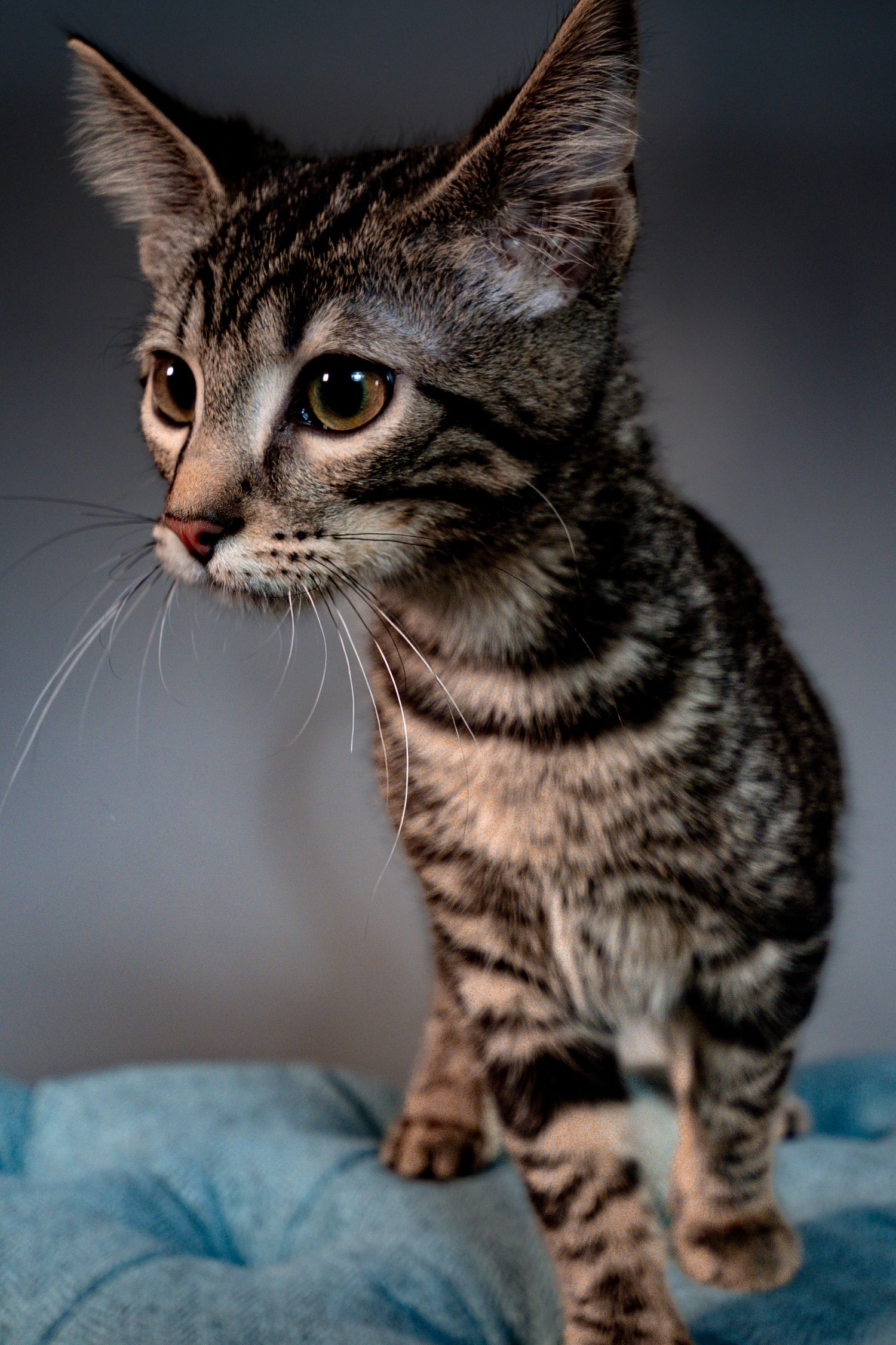 A tabby kitten with large eyes stands on a blue blanket in dramatic lighting with dark background.