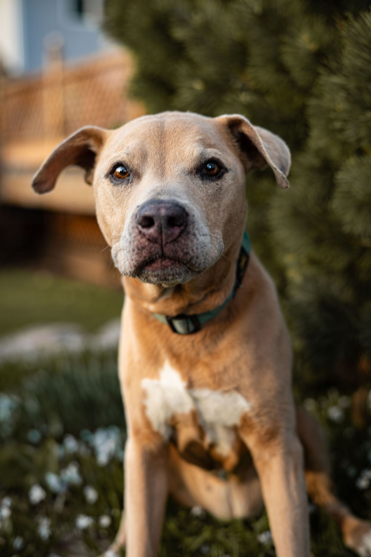 Close-up portrait of a tan pit bull type dog with a happy expression and playful smile.