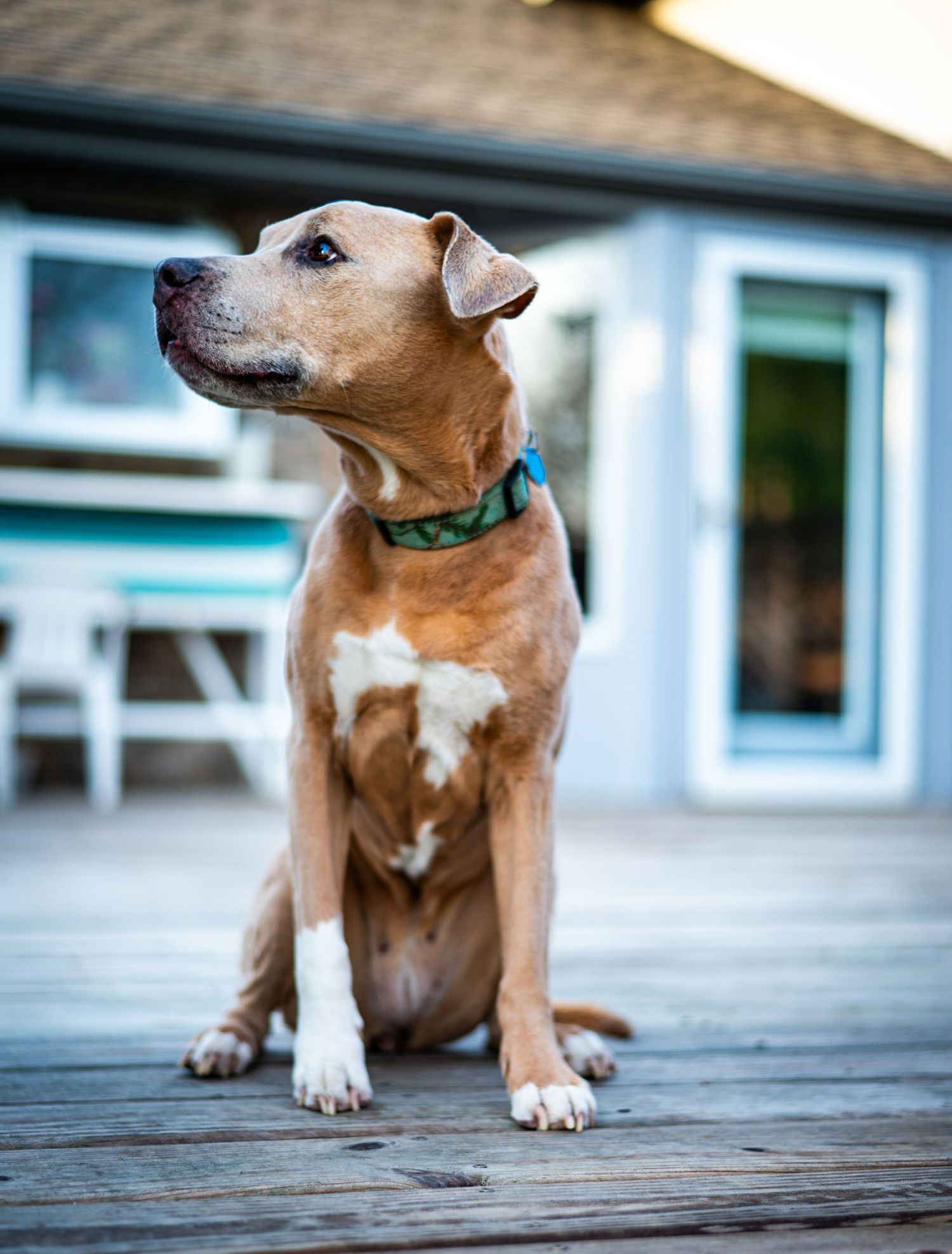 Dog with brown coat and white chest sits alertly on wooden deck wearing blue collar.