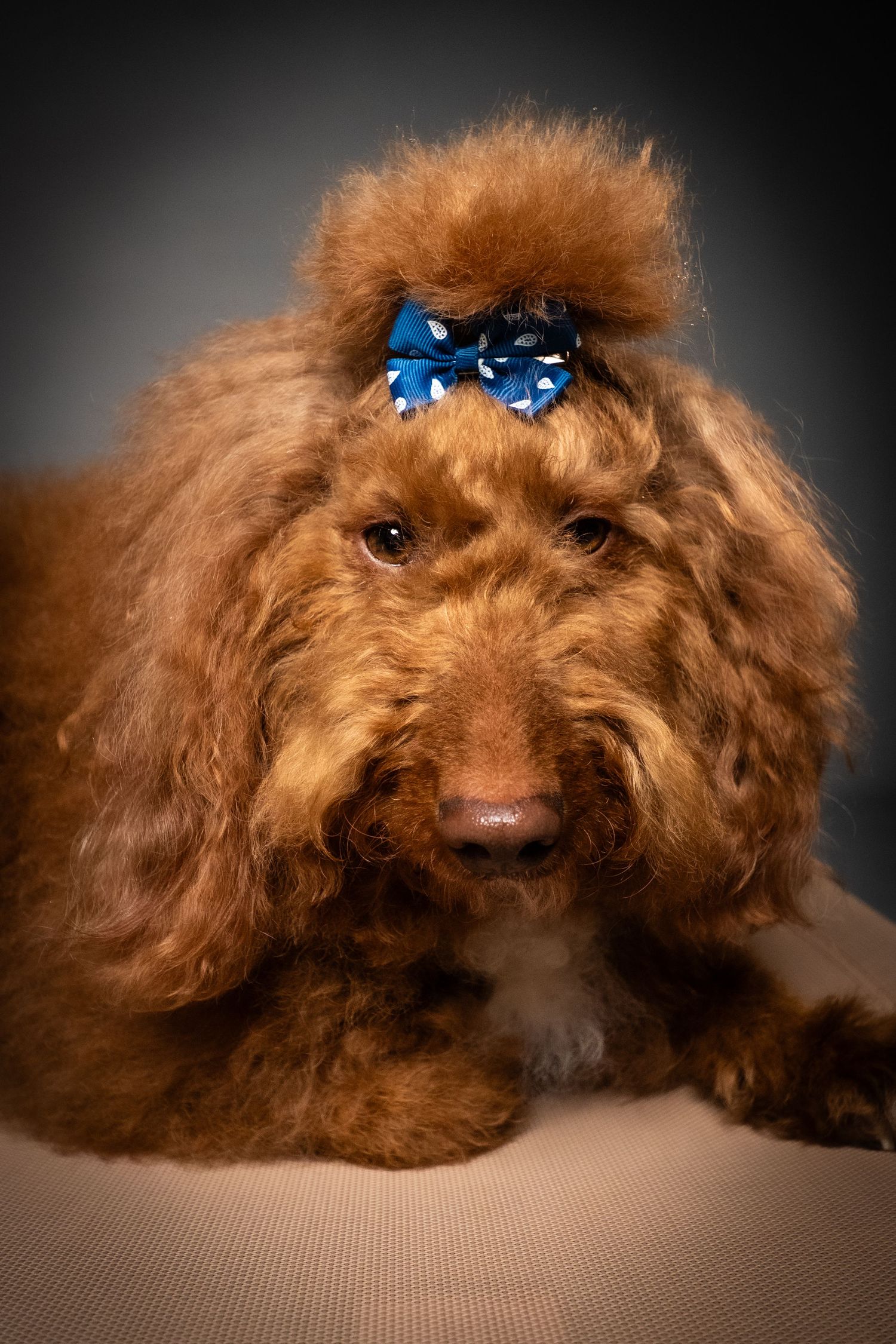Fluffy red toy poodle with a blue polka dot bow on its head lying down against a dark gray background.