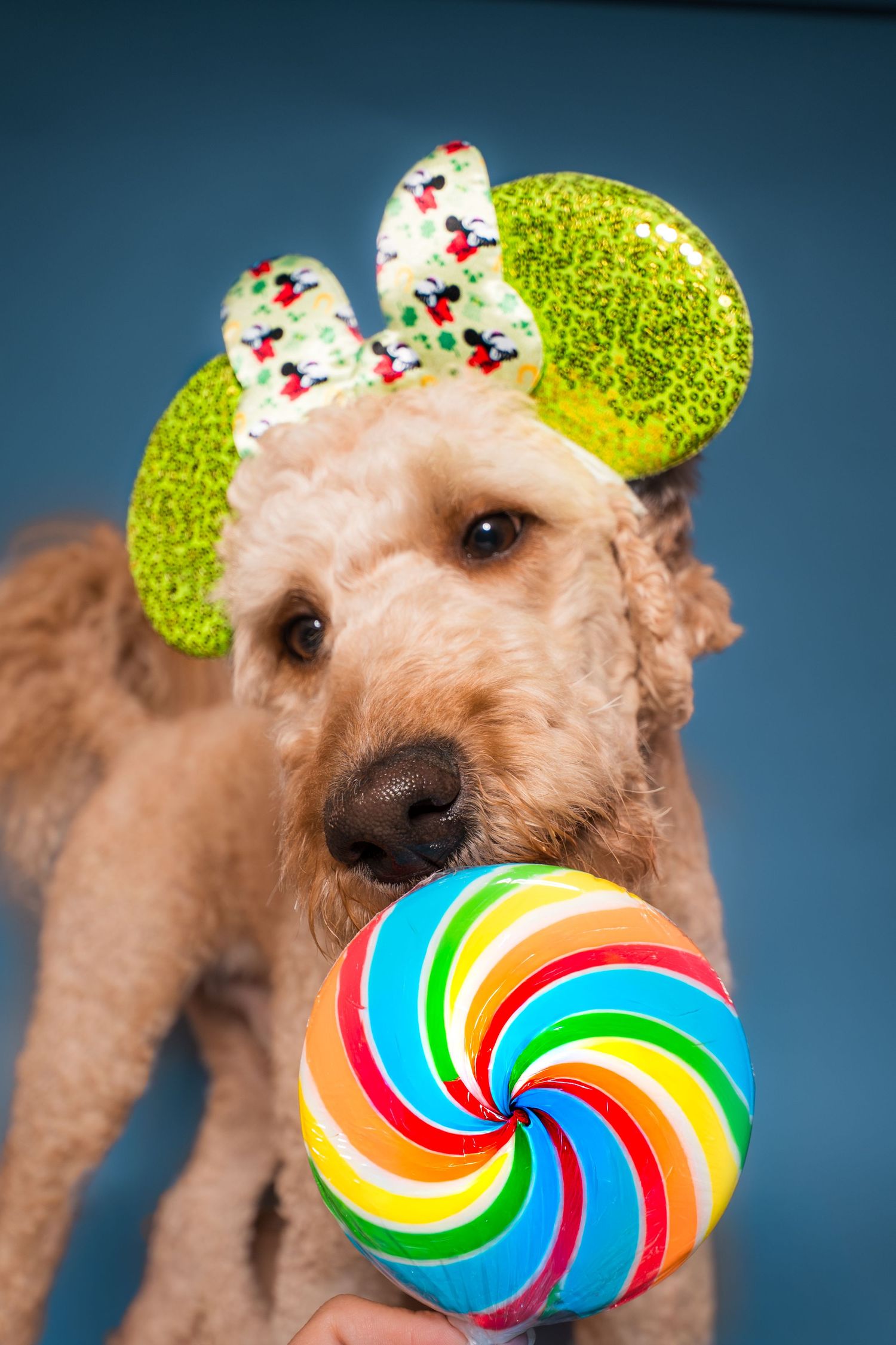 Goldendoodle dog with green Minnie Mouse ears sniffing a swirled rainbow lollipop on blue background.