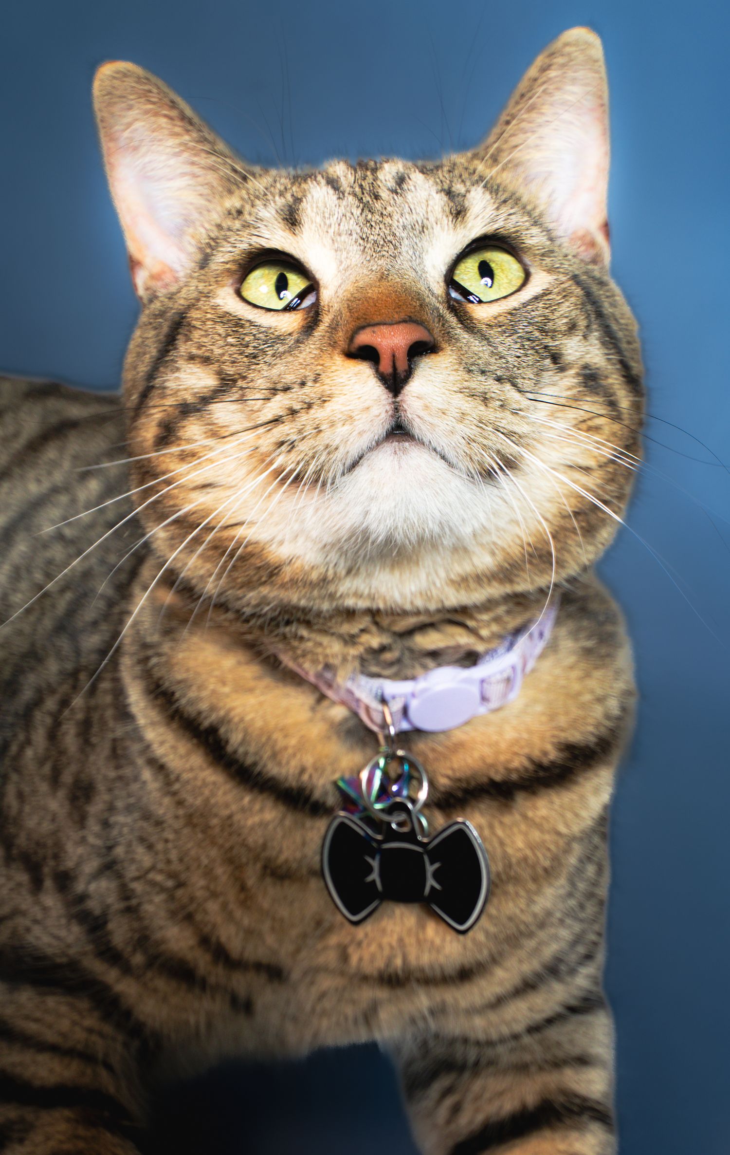 Tabby cat with yellow eyes wearing a purple collar and black bow tie tag, looking up against a blue background.