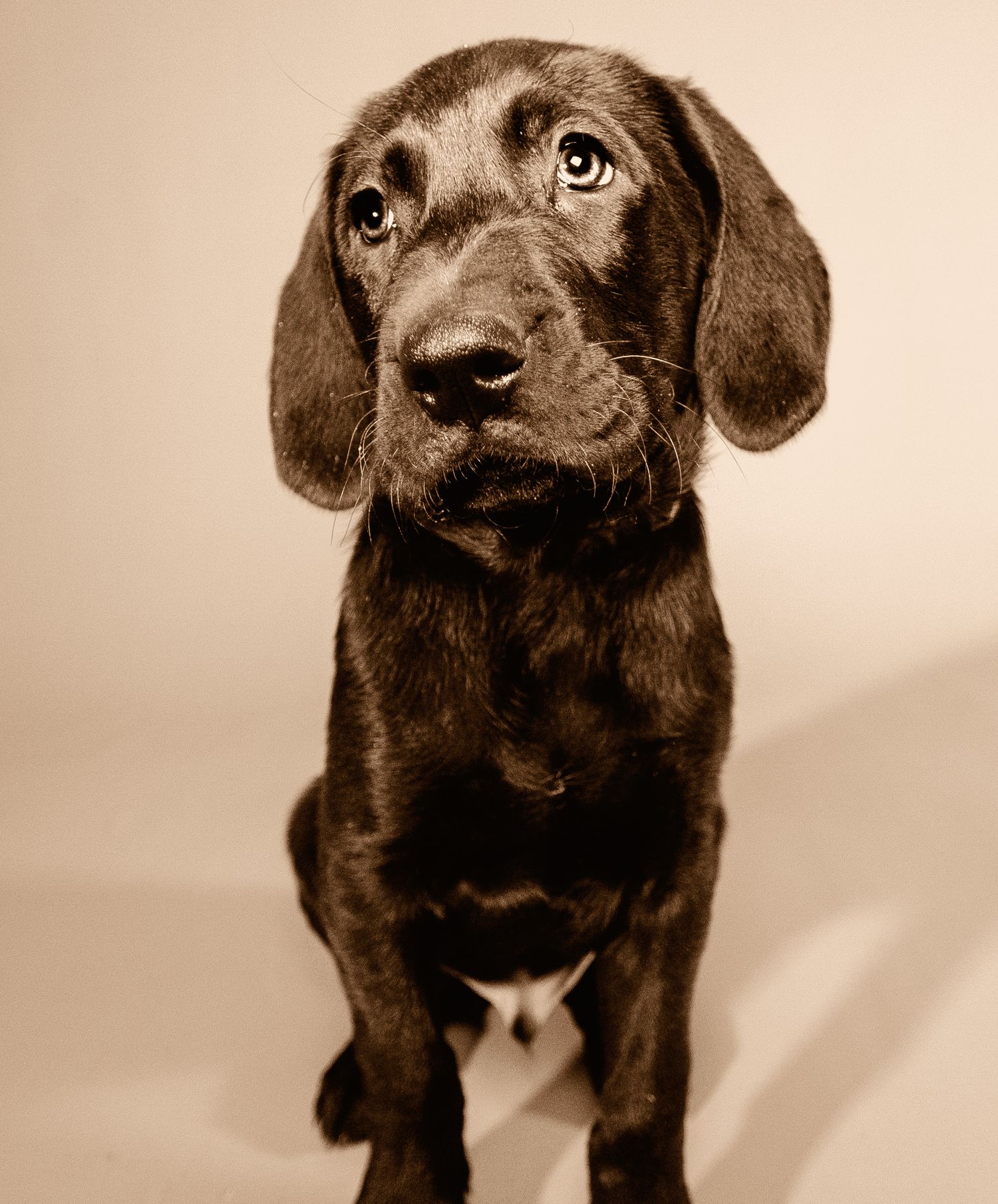 Sepia-toned portrait of a chocolate Labrador puppy with floppy ears looking up with an innocent expression.