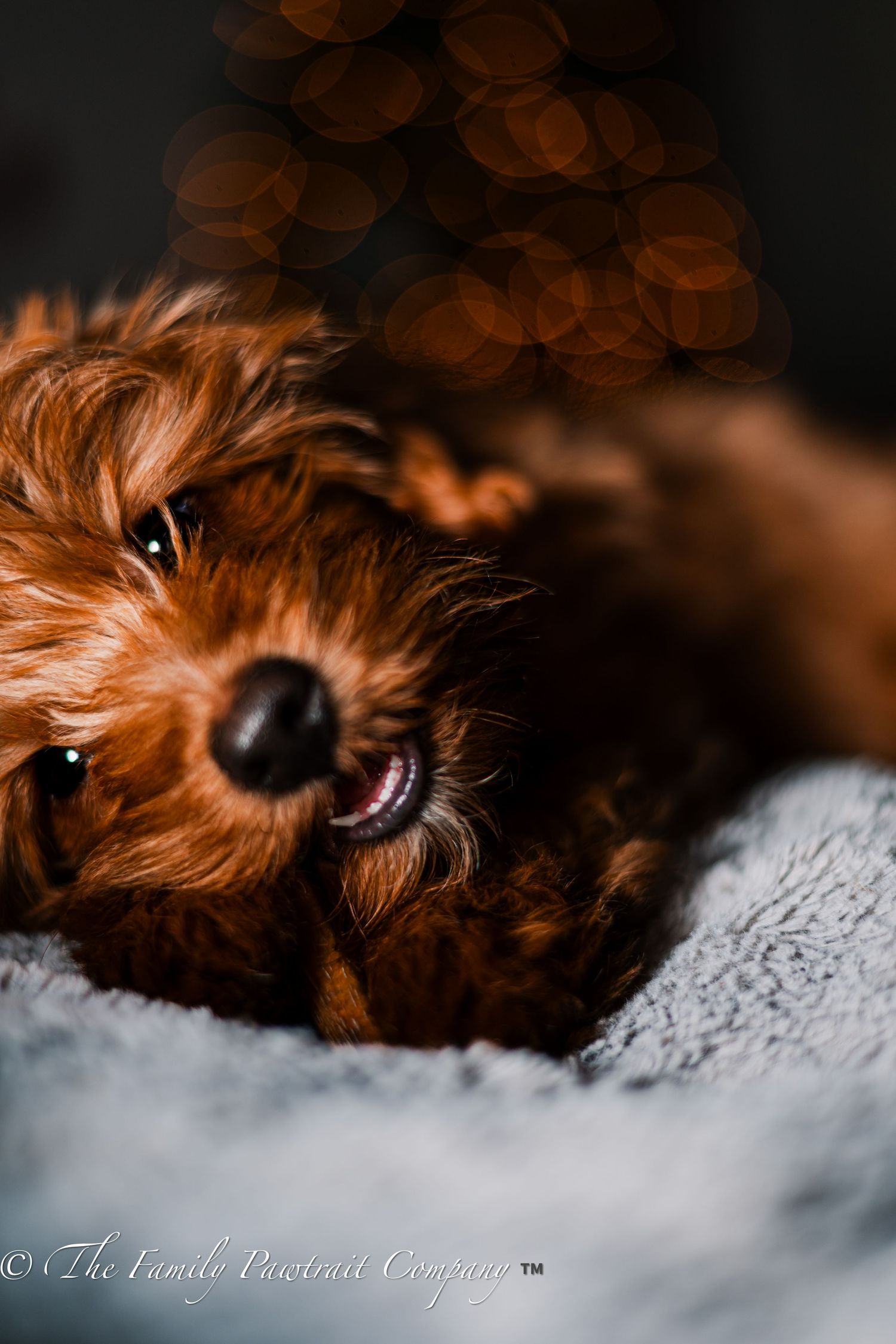 Close-up macro shots of a sleeping brown dog's face and fur against white textured fabric.