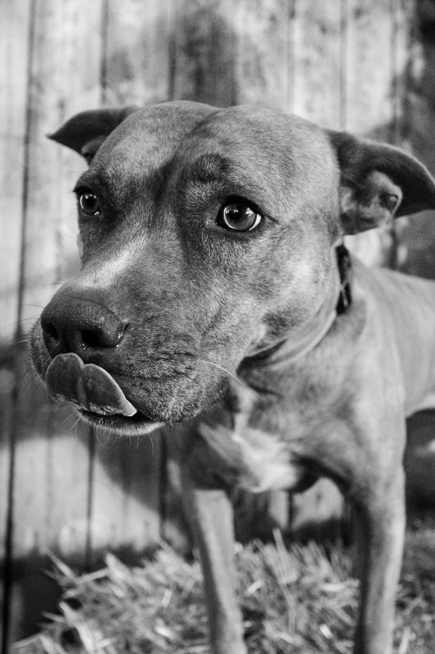 Black and white close-up sequence of a pit bull's expressive face.