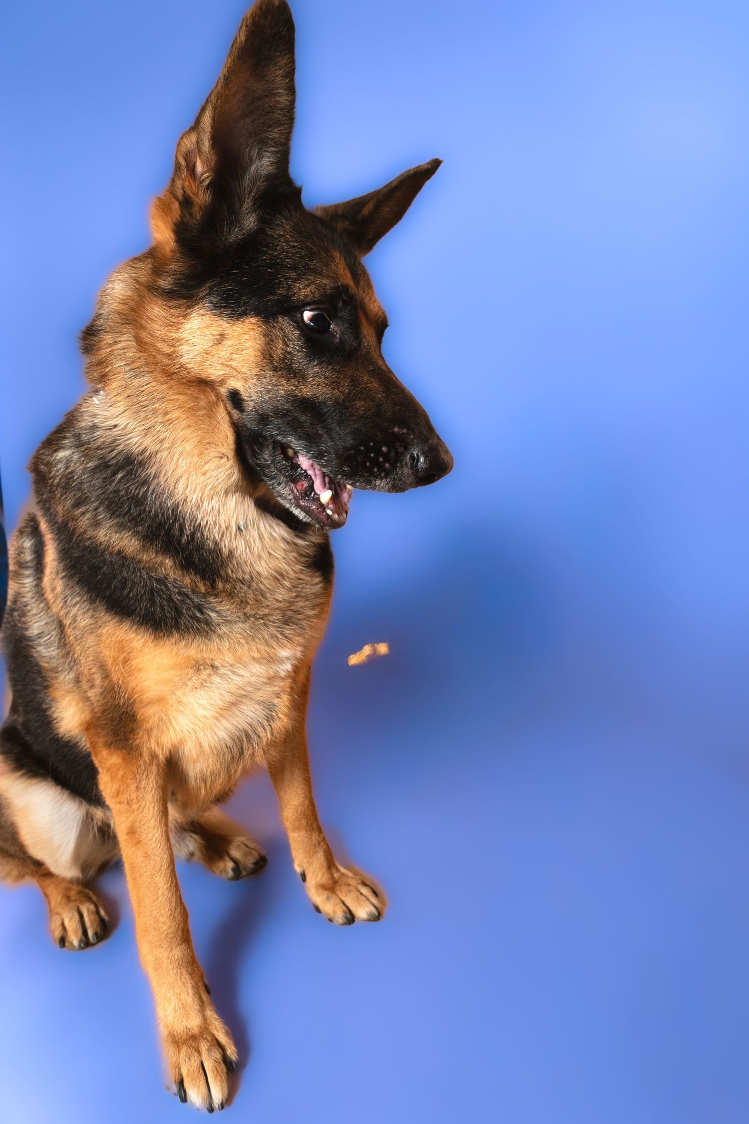 German Shepherd dog poses and expressions captured against a bright blue studio background.