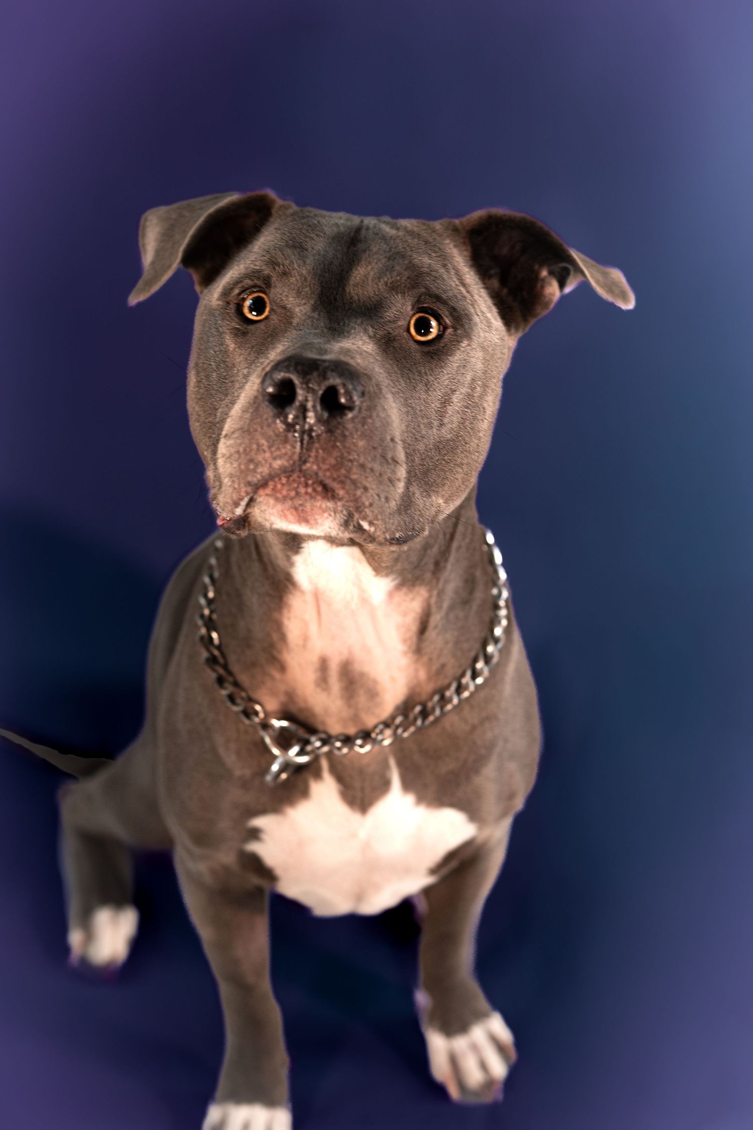 Grey pit bull wearing chain collar poses alertly against blue backdrop in studio portrait.