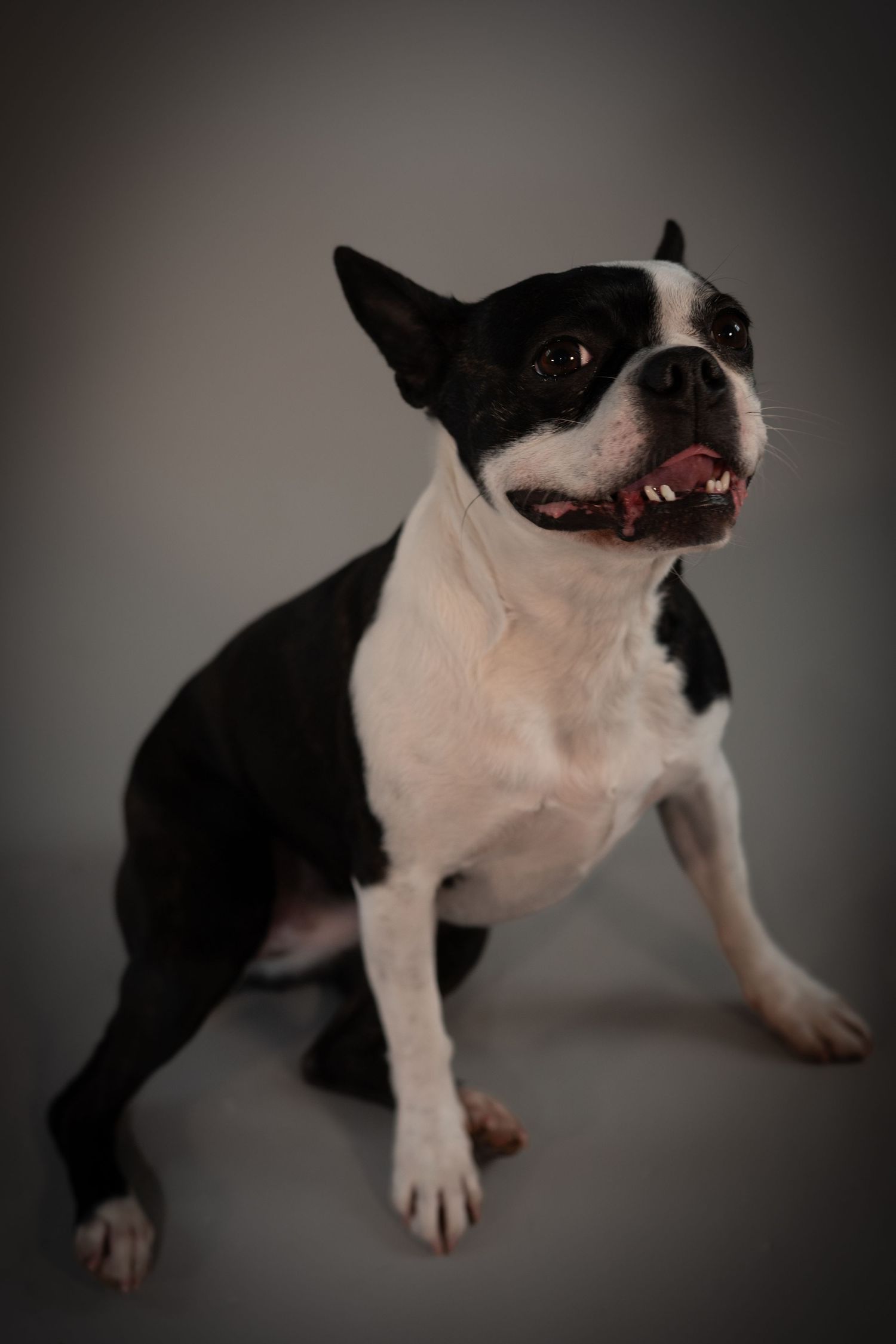 A black and white Boston Terrier puppy photographed from different angles on a gray studio background.