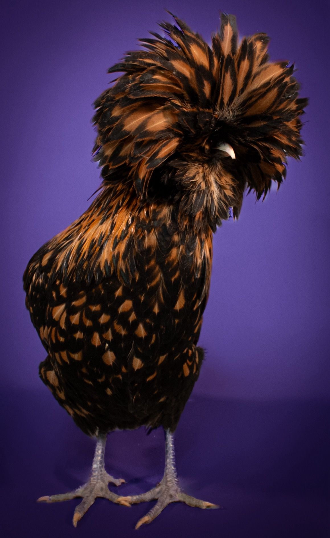 Polish rooster with dramatic black and copper feathers displaying ornate crest against purple backdrop.