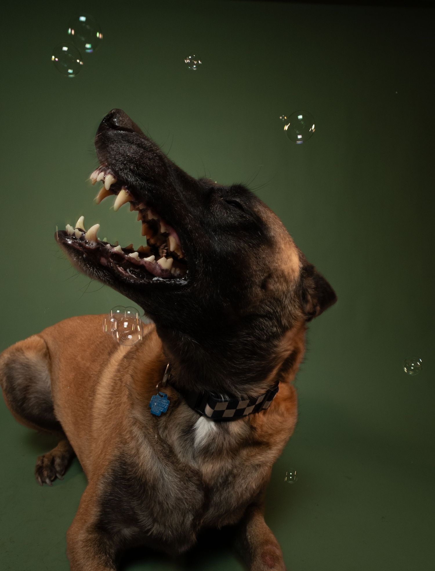 German Shepherd dog snapping at bubbles against dark green background in dynamic motion sequence.