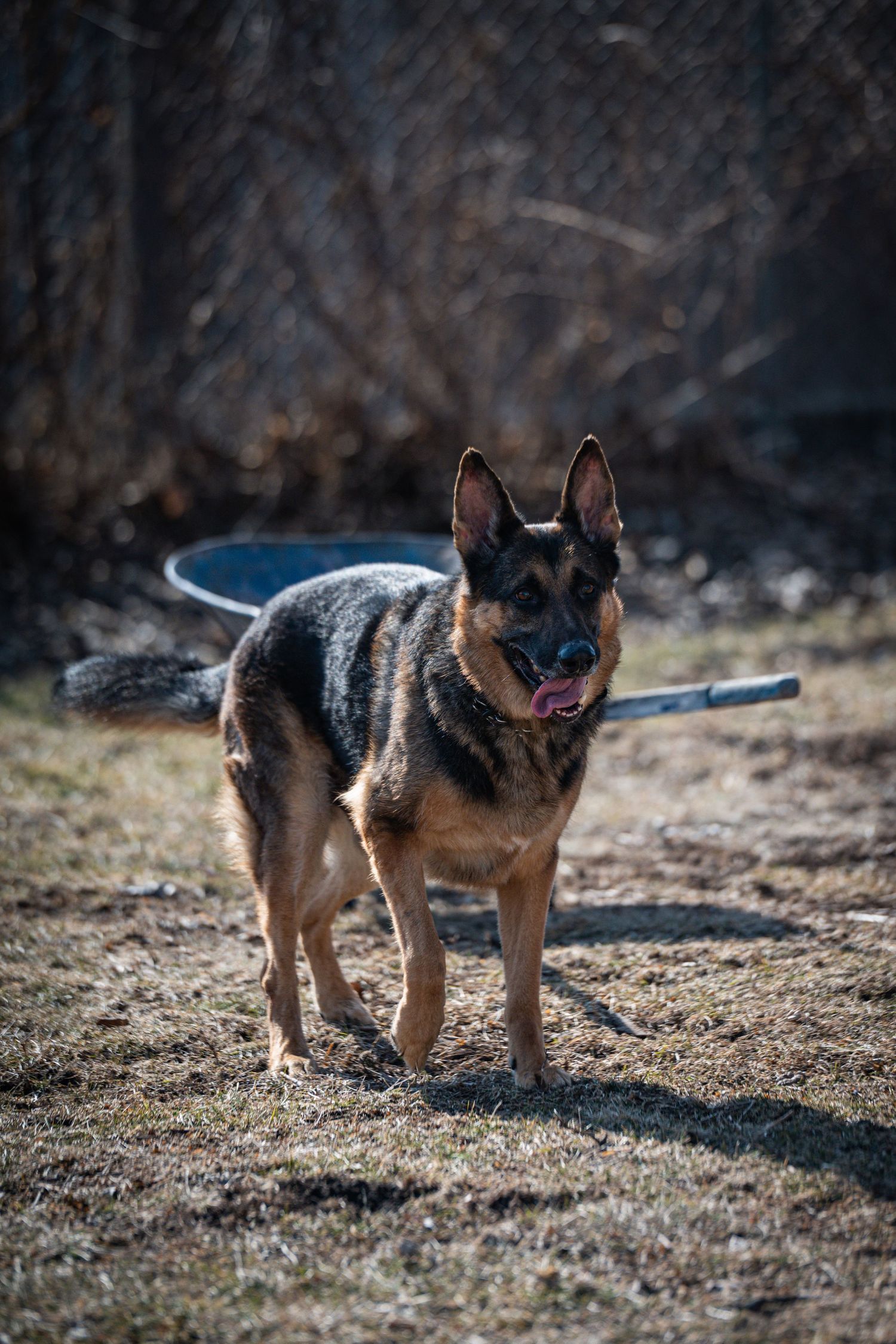 German Shepherd dog with tongue out standing on dirt path during outdoor walk.