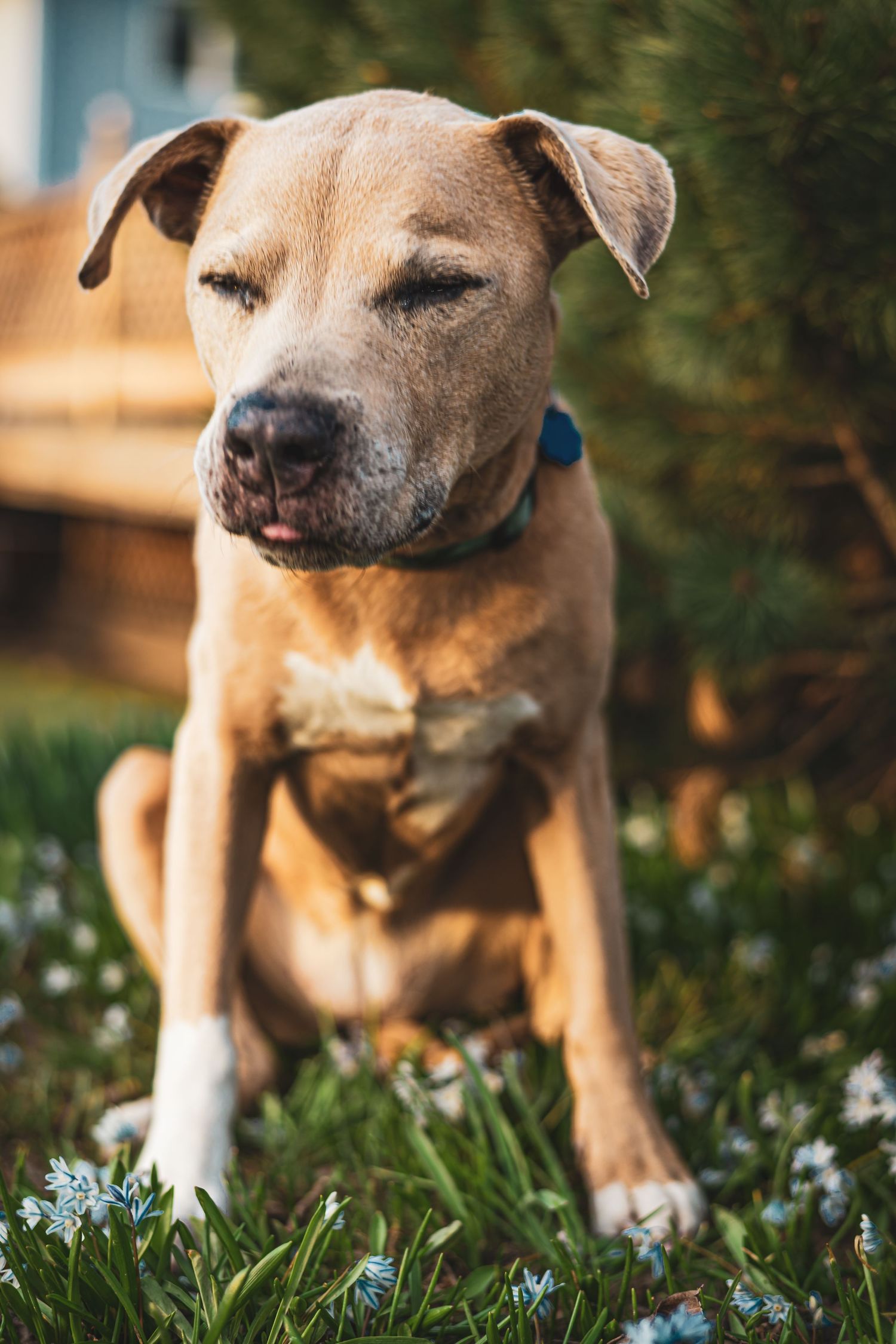 Tan dog standing in grass with flowers while wearing a blue collar during golden hour lighting.