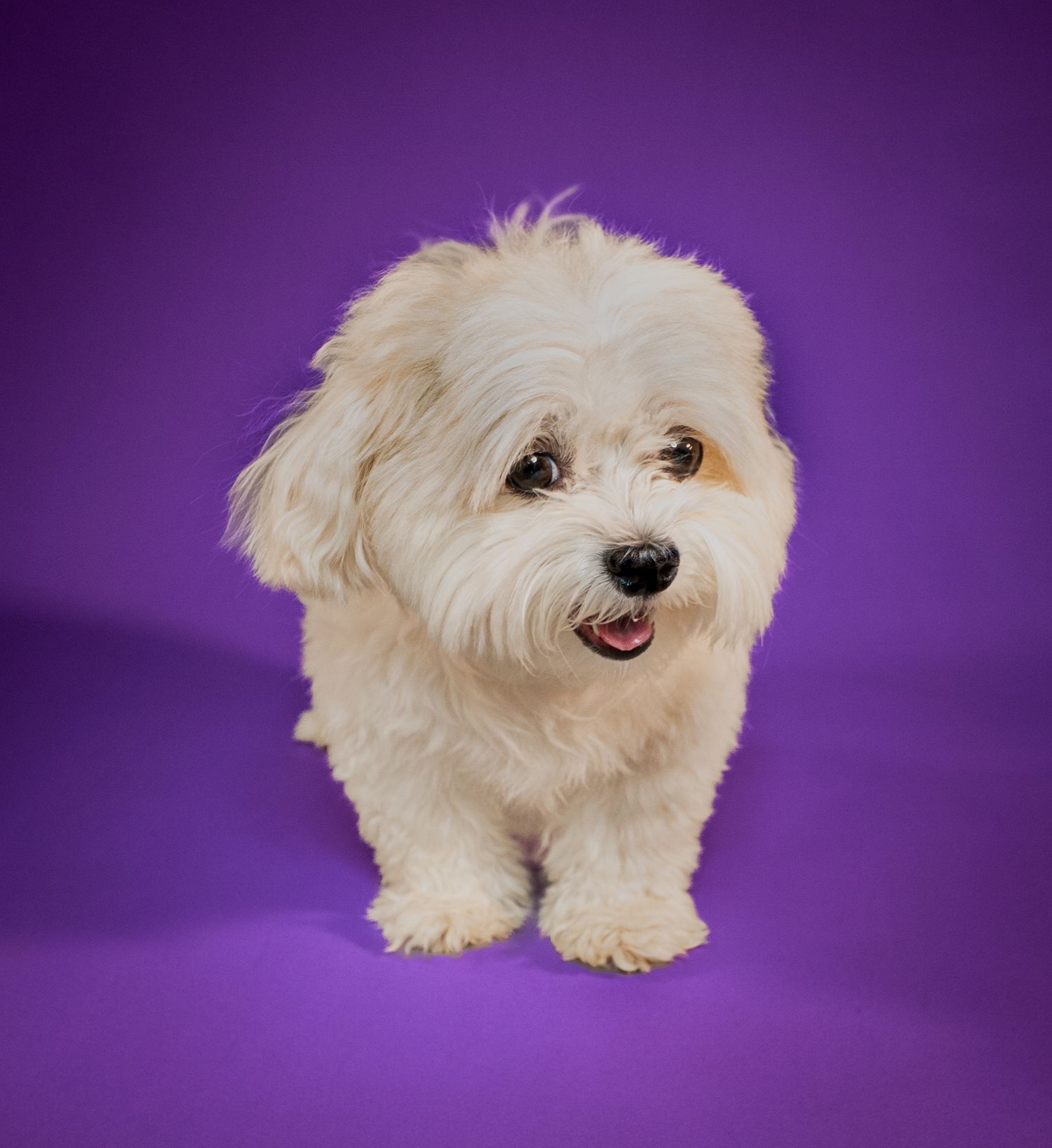 Fluffy white Maltese puppy sitting against a vibrant purple background, looking adorable with mouth open.