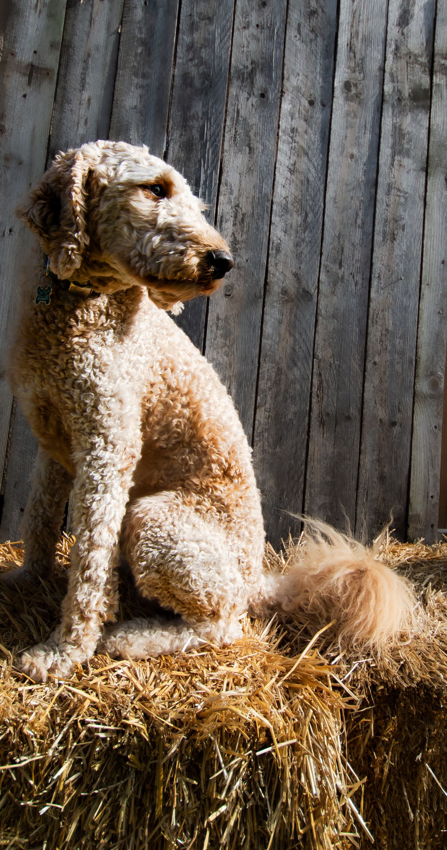 Fluffy goldendoodle dog sitting on hay bales against rustic wooden fence.