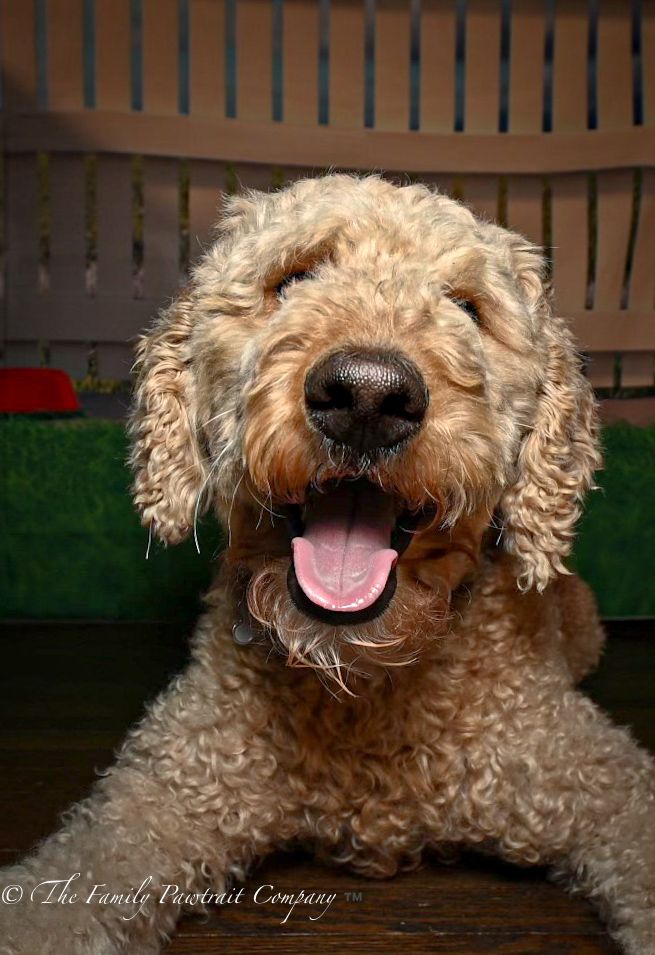 Close-up sequence of a fluffy brown Goldendoodle dog's nose and mouth showing different playful expressions.