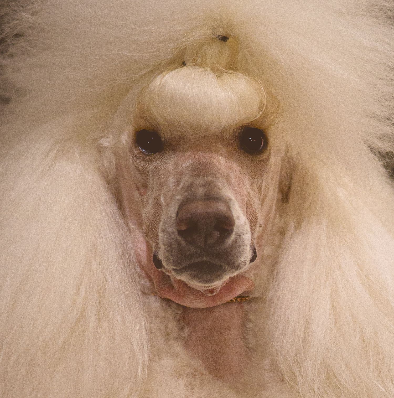 Close-up series of a white Pomeranian dog's nose and facial features showing different angles and expressions.