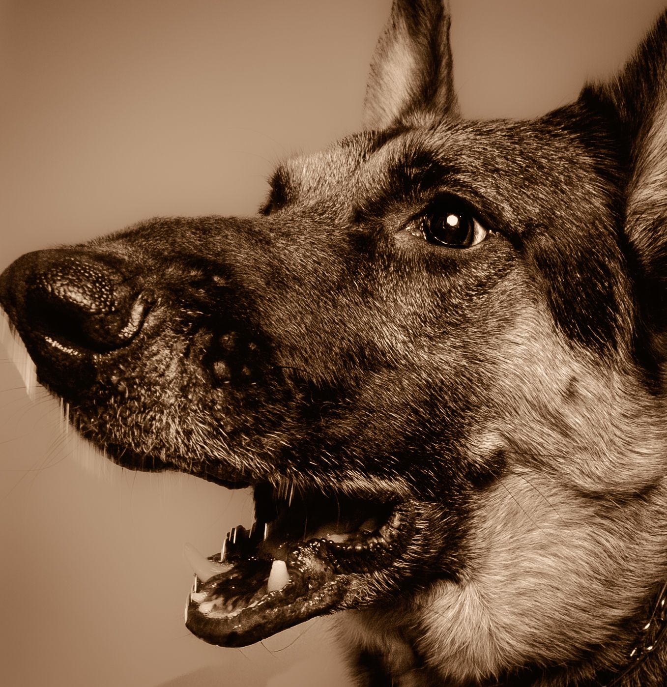 Close-up sepia toned photo series showing a dog's face and snout from different angles in a dramatic style.