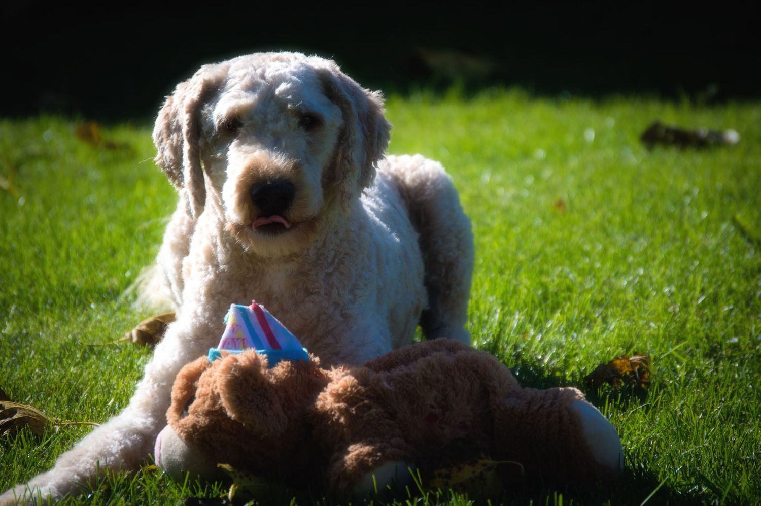 Golden doodle dog lounging happily in green grass on a sunny day.